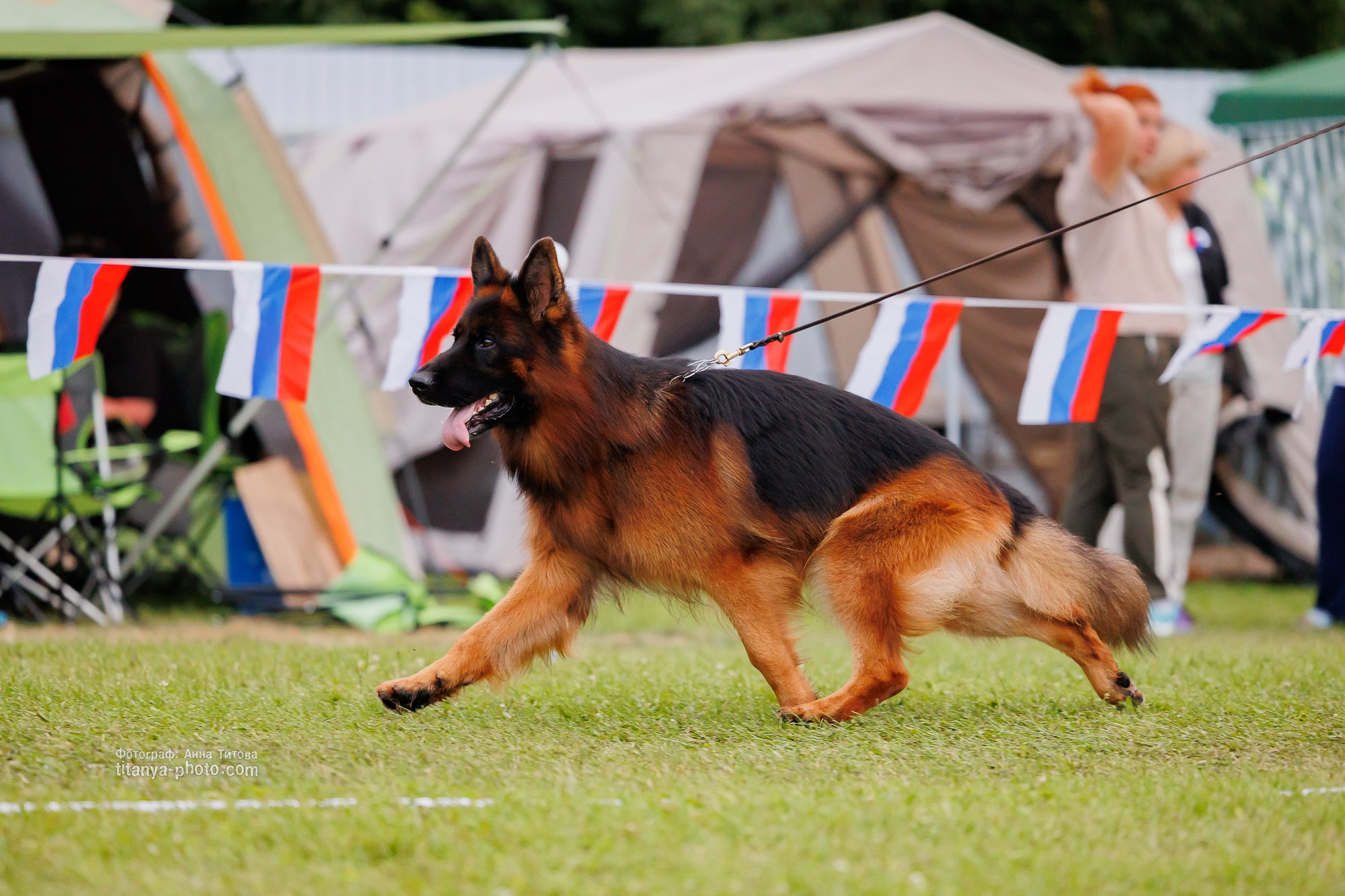 Немецкие овчарки: фото из рингов и вне ринга, мутпроба (фотографии с выставок). Фотограф собак, фотограф-анималист Аня Титова (Titanya). Москва