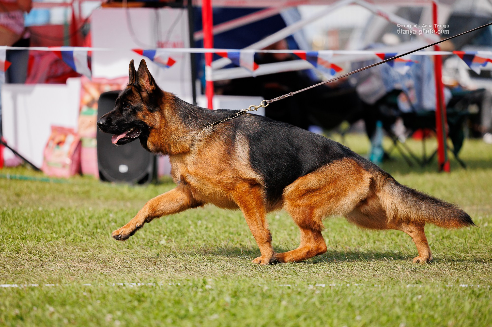 Немецкие овчарки: фото из рингов и вне ринга, мутпроба (фотографии с выставок). Фотограф собак, фотограф-анималист Аня Титова (Titanya). Москва