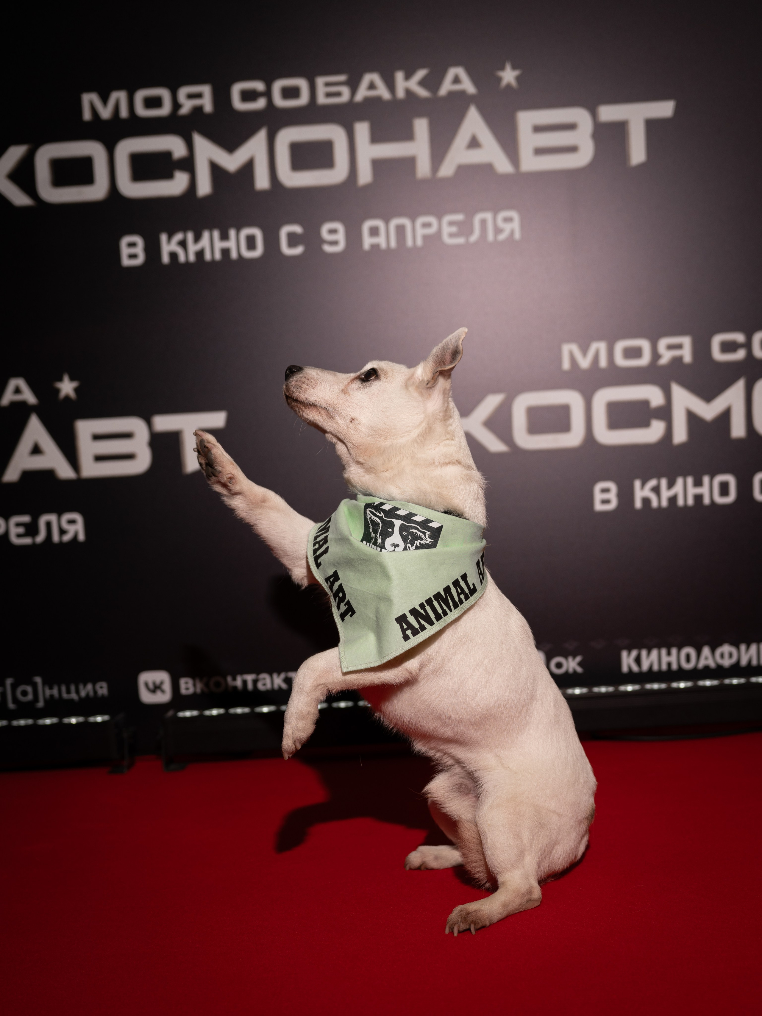 Премьера: Моя собака космонавт. Илья Варин — Фотограф Москва, Тверь