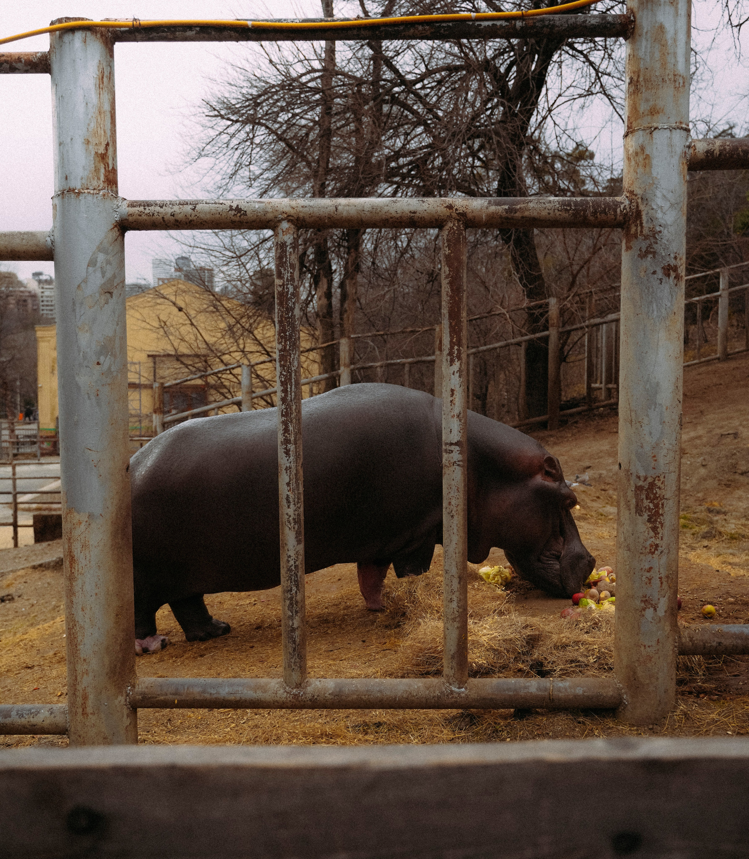 ТБИЛИСИ 2023-2024. Стрит-фотография, полная абсурда, идиотизма и красоты