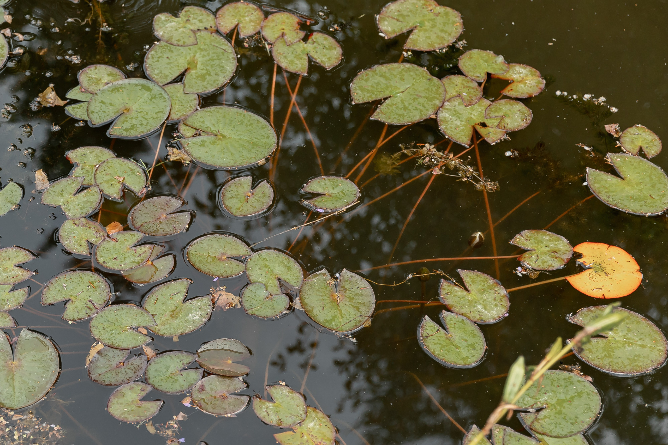Wedding day Сергей & Александра. Свадебный фотограф Колесников Антон
