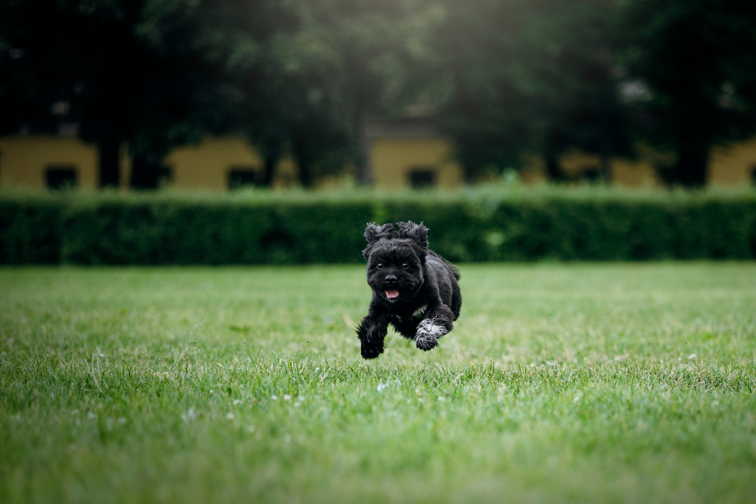 Даша и Борис. Фотограф — Анималист | Санкт-Петербург