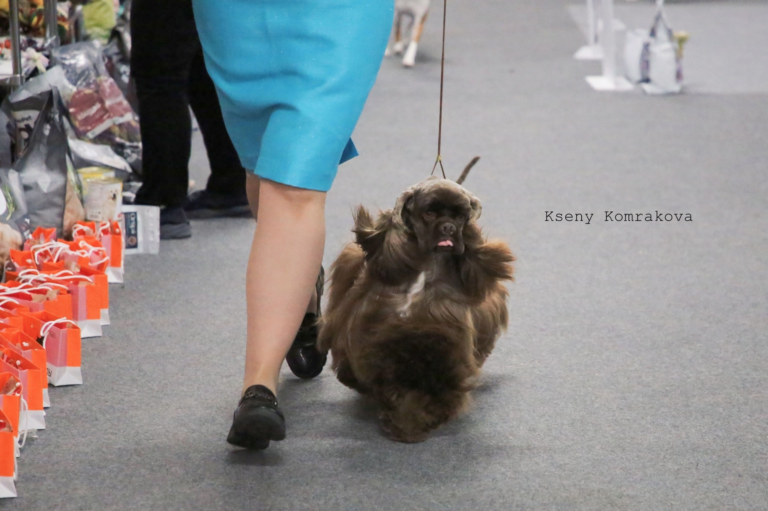 Съемка собак. Анималистика. Репортаж. Индивидуальная съемка