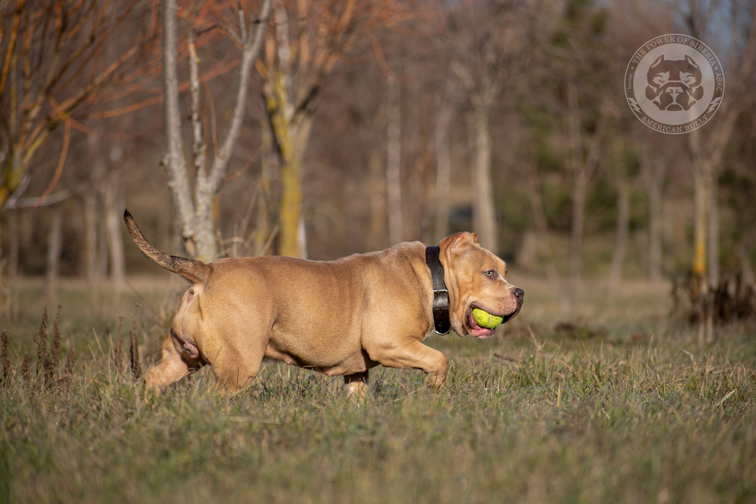 официальный питомник American Bully в Сургуте