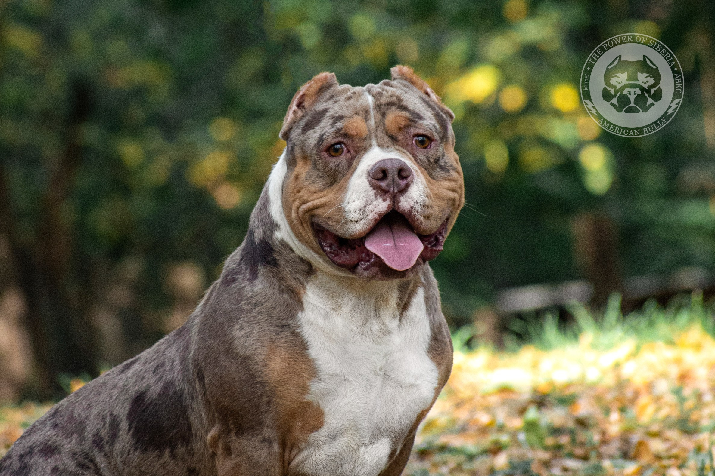 кобель на вязку American Bully в Новокузнецке