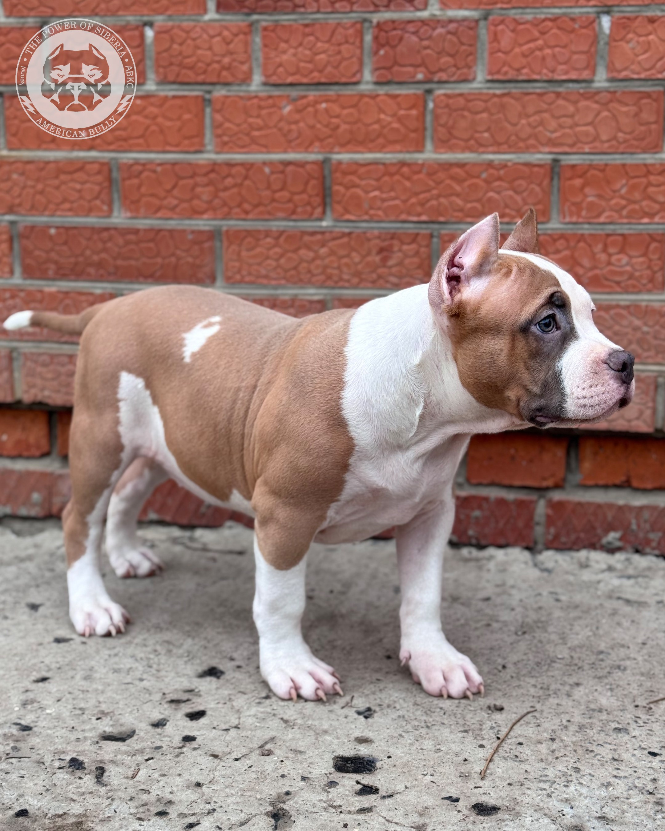 Свободные щенки Американский Булли стандарт и Свободные щенки Американский Булли классик. Американский Булли в г. Ростов-на-Дону. Питомник THE POWER OF SIBERIA