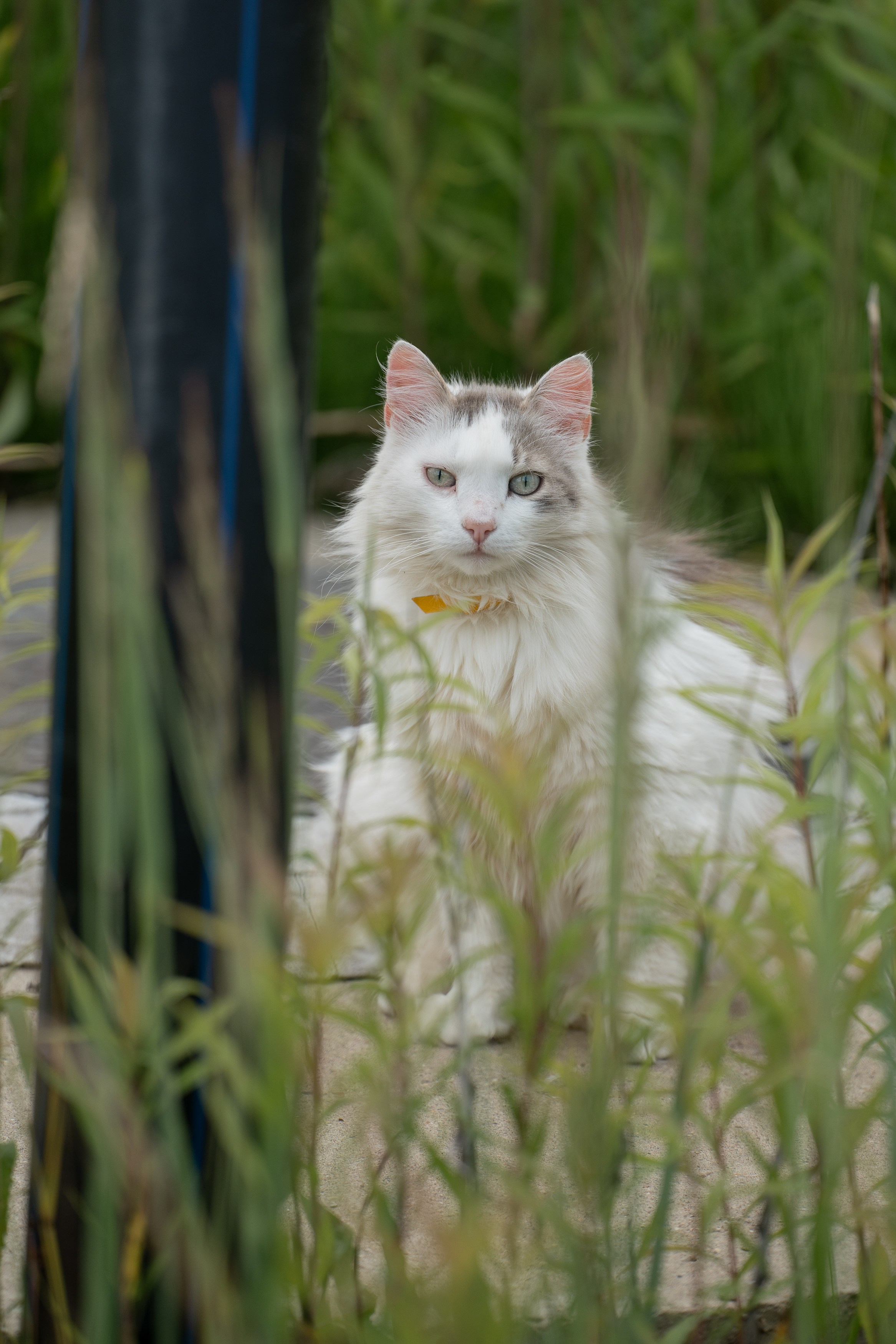 Анимализм. Портретный фотограф Олеся Владимирова в Москве