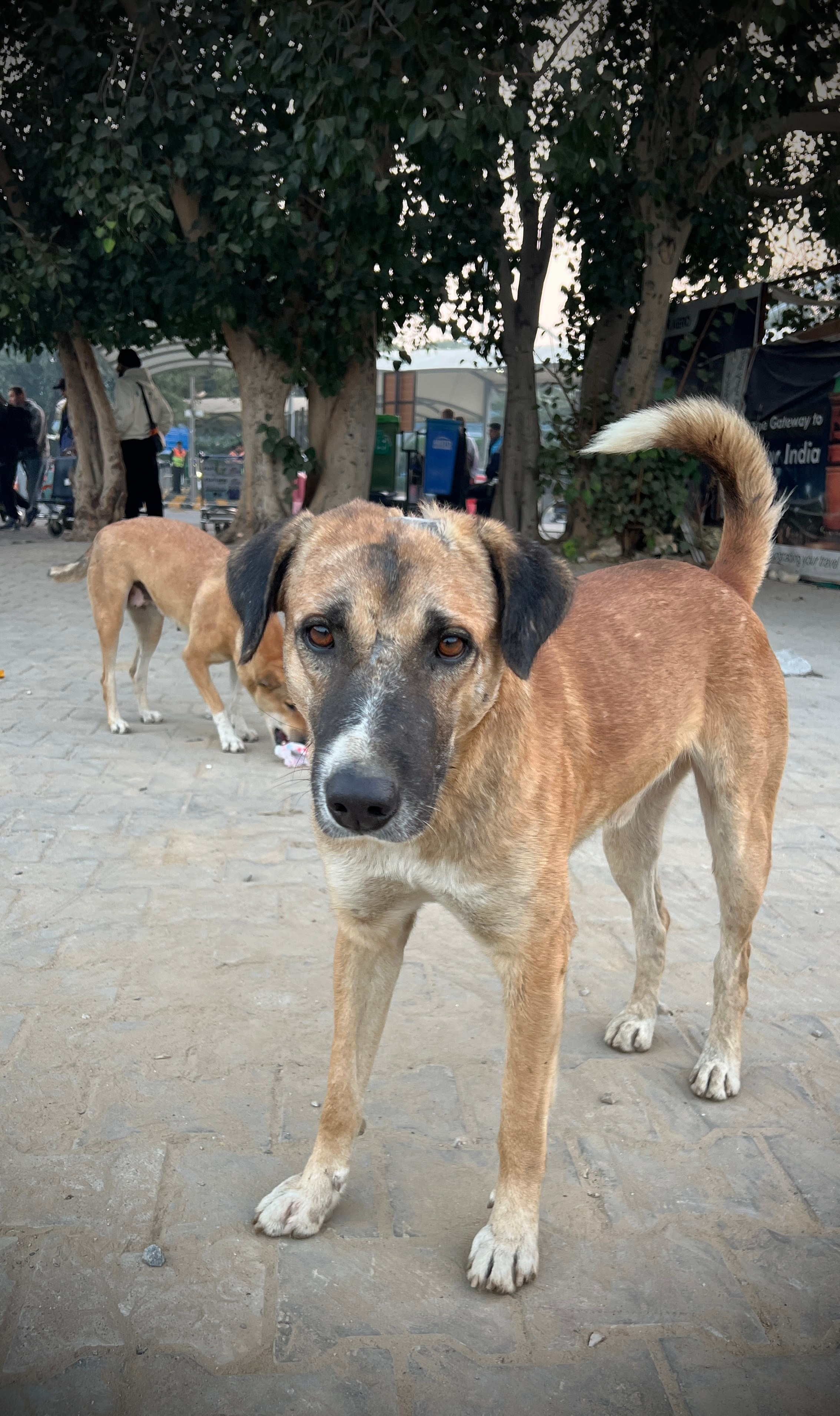 Индия. Телеоператор Ильнур Таминдаров — видеосъемка, документальные фильмы, интервью в Москве