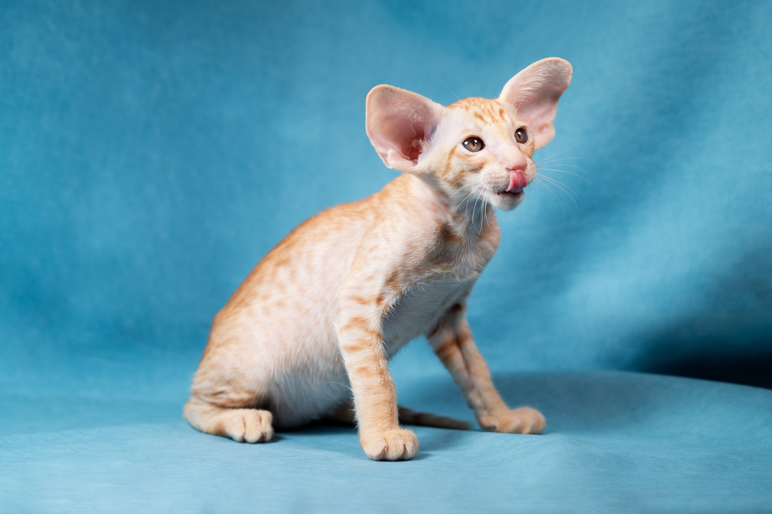 Заводчик Юлия Панова. Творческий фотограф Вологда