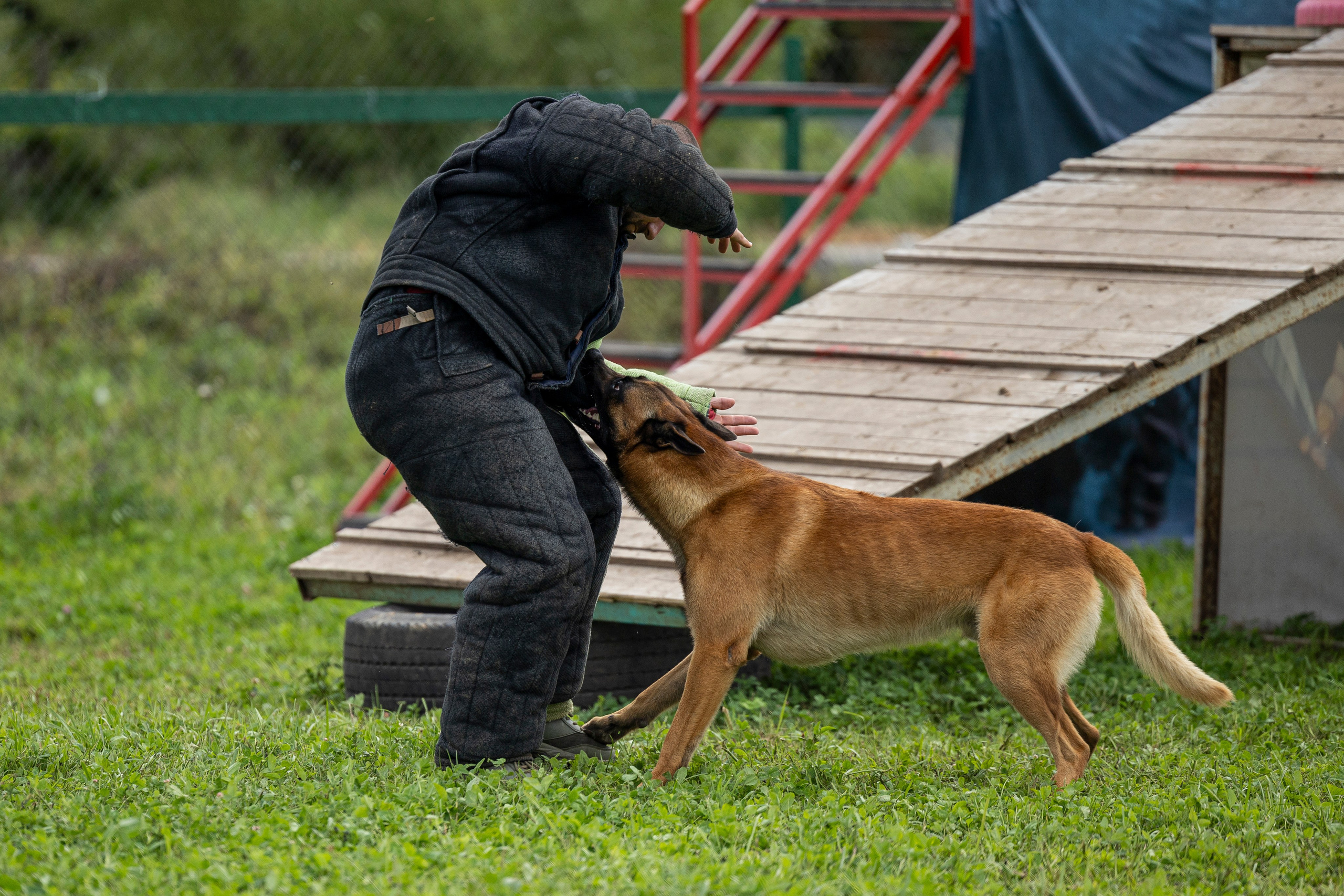 Соревнования по Мондьорингу г. Вологда 10-11.08.2024. Фотограф-анималист Анна Маринич