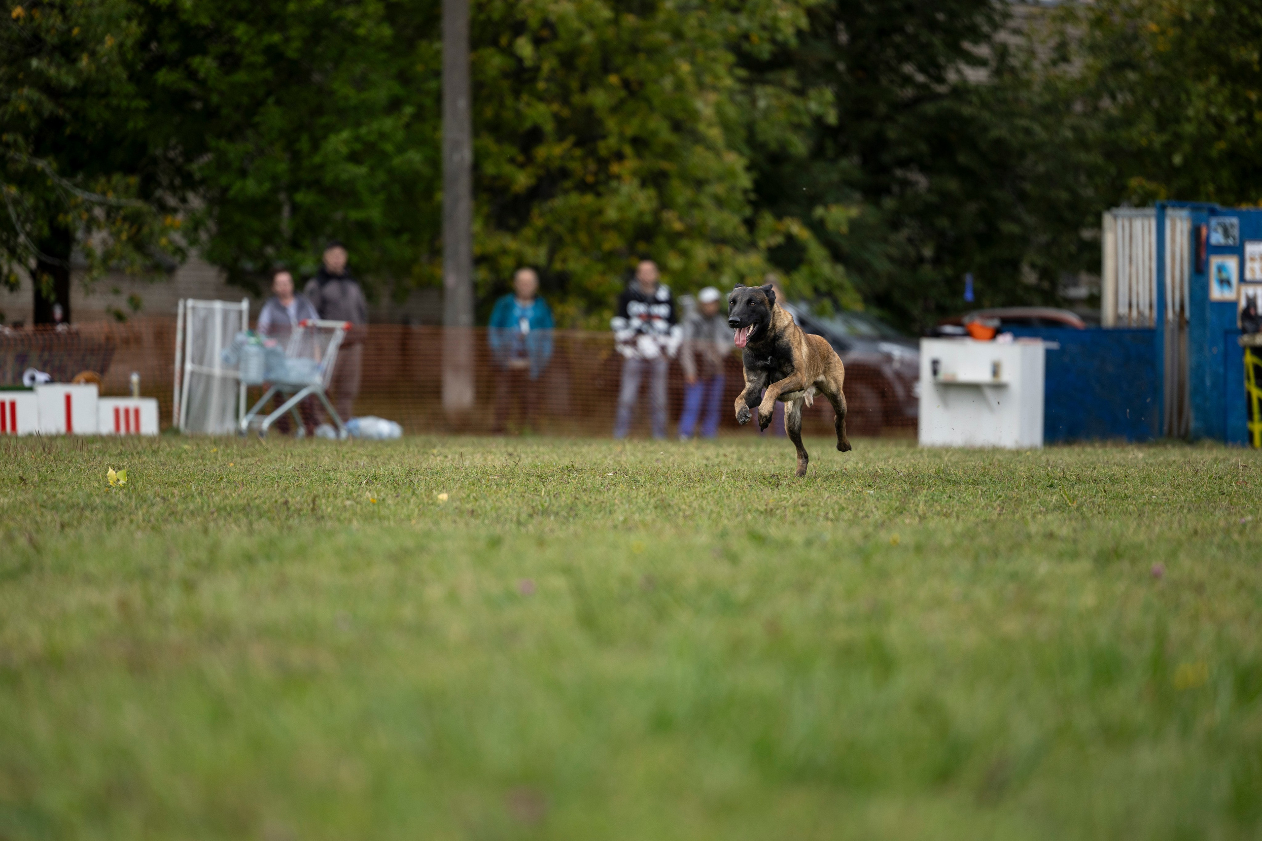 Испытания по Мондьорингу г. Пушкин. Фотограф-анималист Анна Маринич
