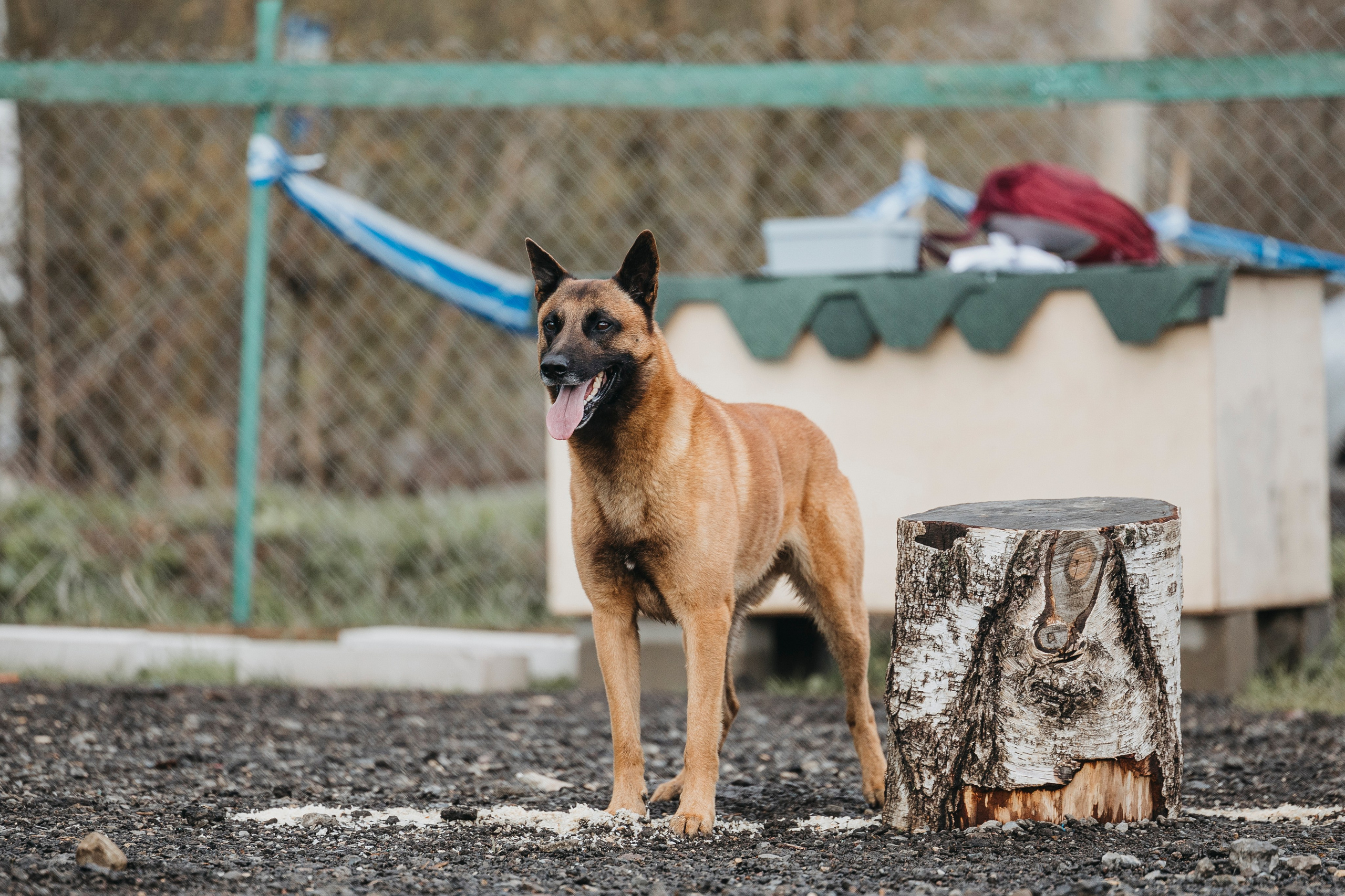 09.05.25 Вологда соревнования. Фотограф-анималист Анна Маринич