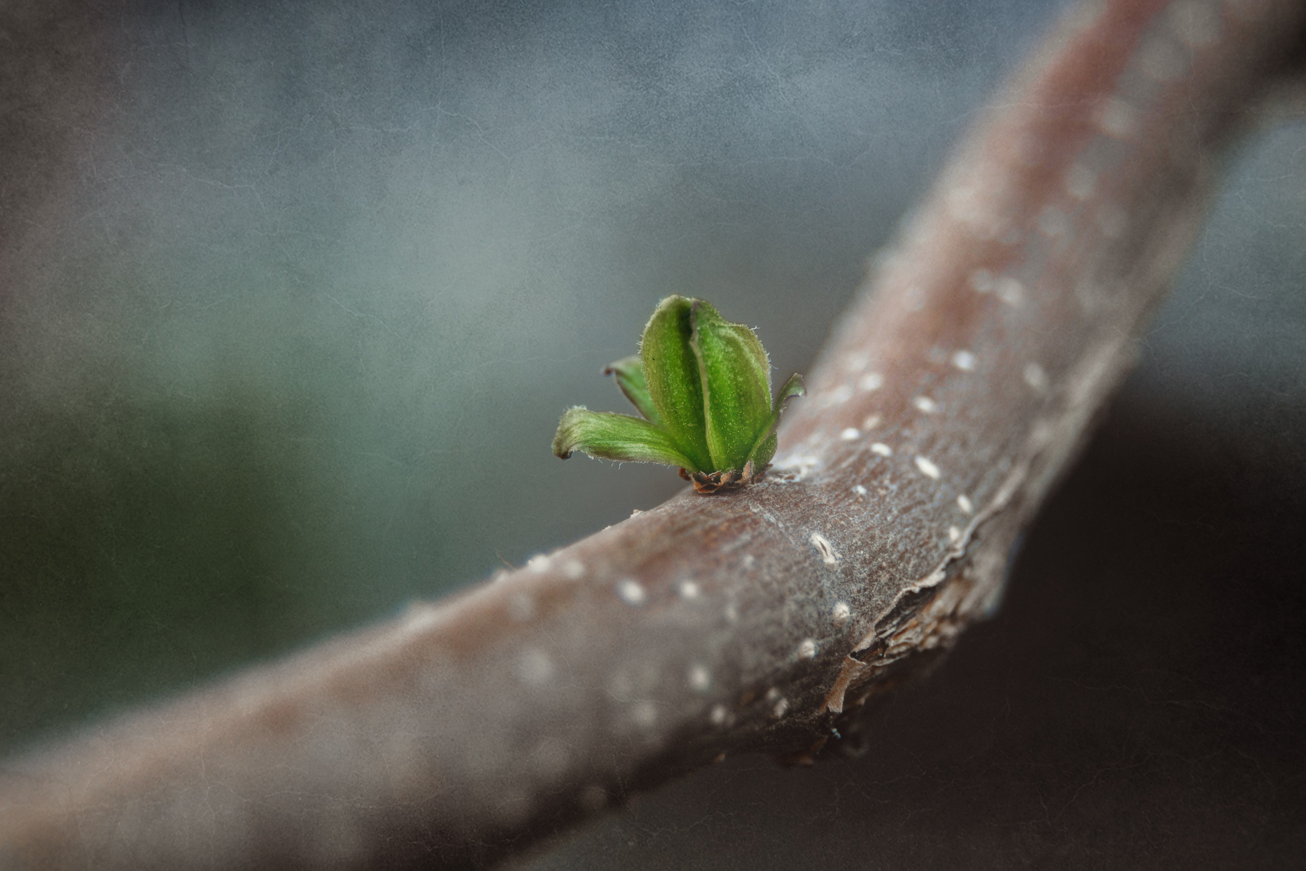 Проект «366»|2024|Фото каждый день. LENA GRACE photographer ||ЛЕНА ГРЭЙС фотограф