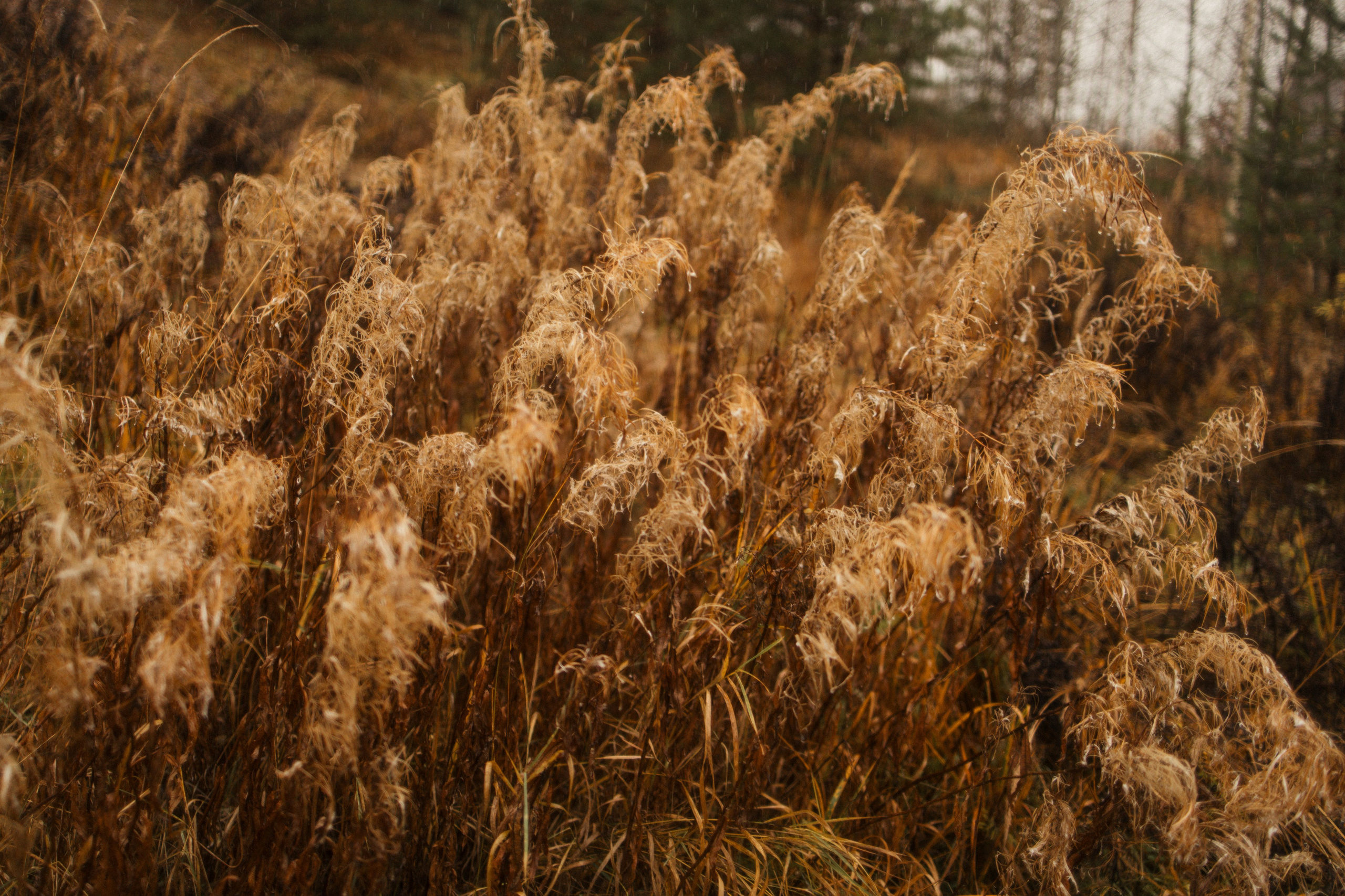 Лена, Глеб, Ральф и Рэй. Фотограф в Выборге и Санкт-Петербурге Маша Гуляева