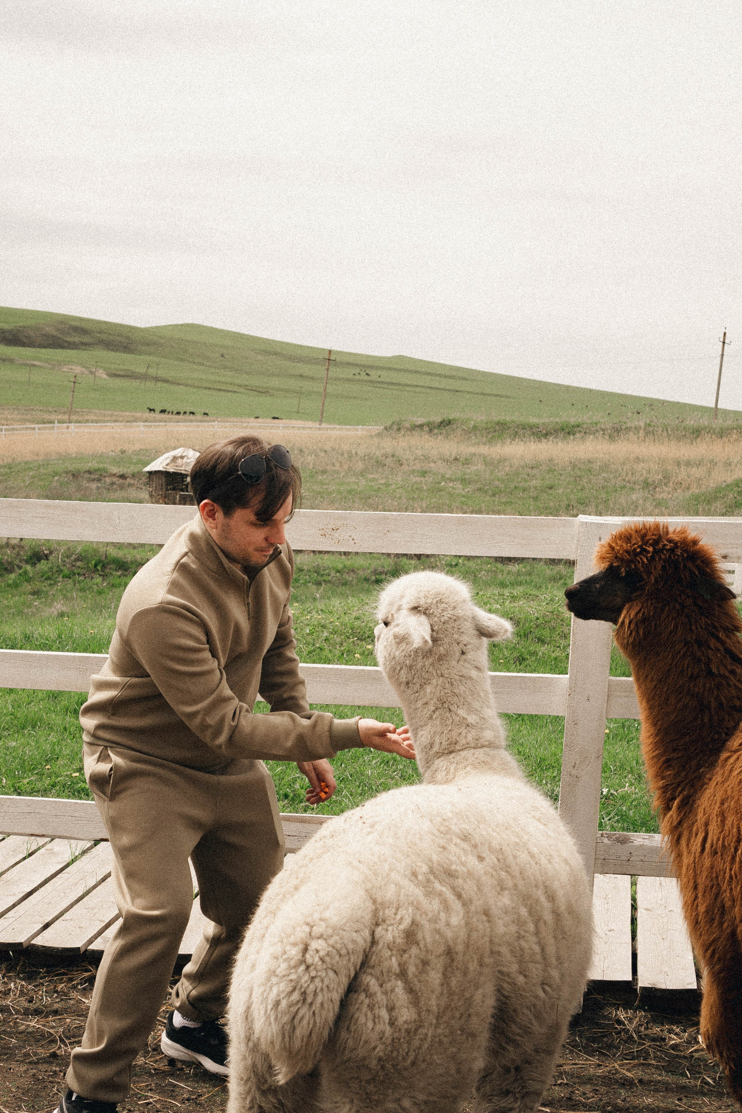 Ферма Альпак. Профессиональный фотограф, Санкт-Петербург — Виктория Богомолова