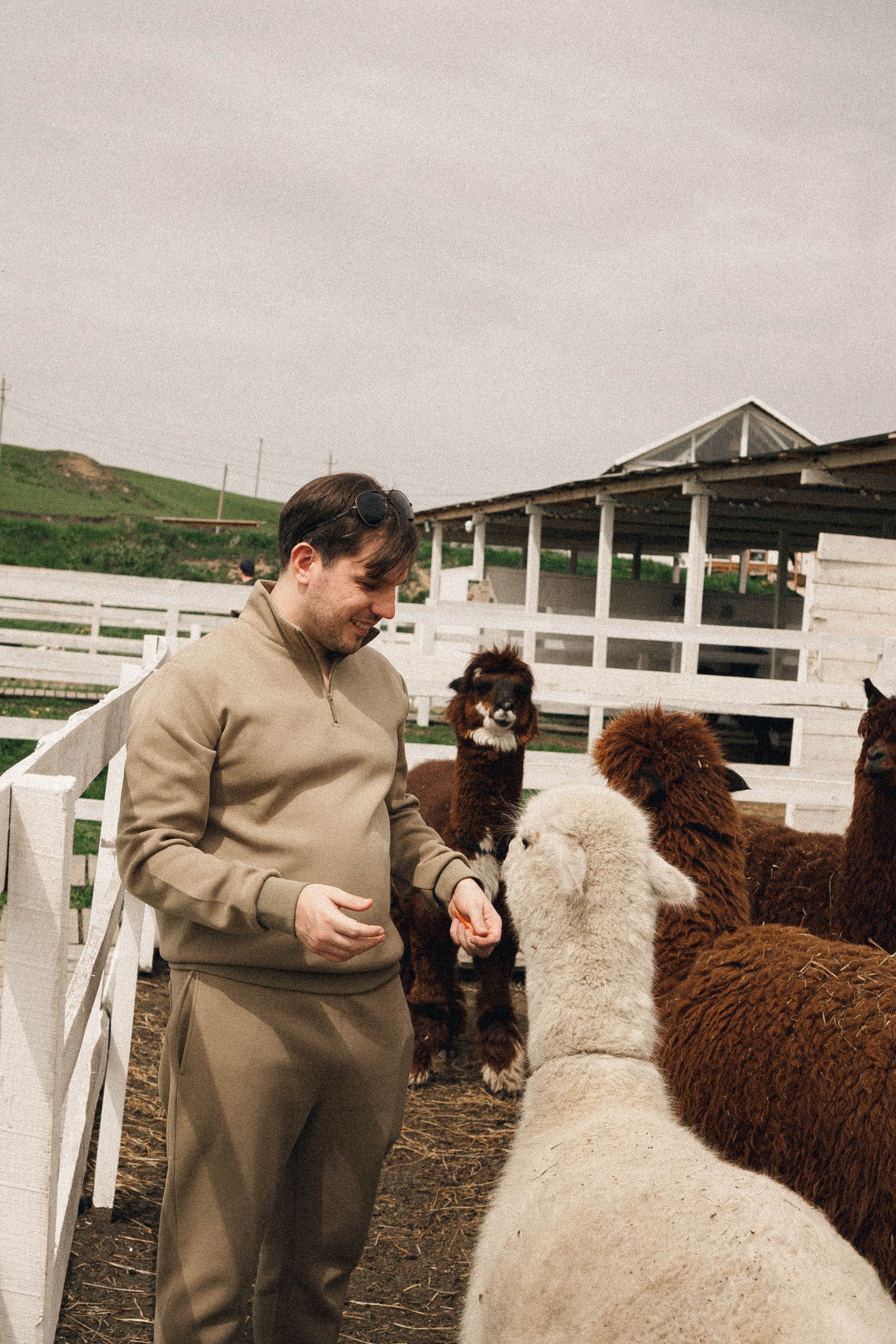 Ферма Альпак. Профессиональный фотограф, Санкт-Петербург — Виктория Богомолова