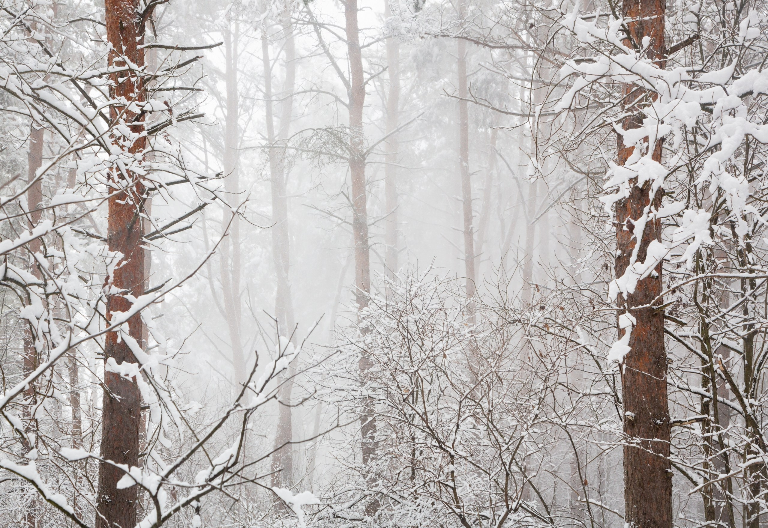 Средняя полоса России. Фотограф Владимир Медведев