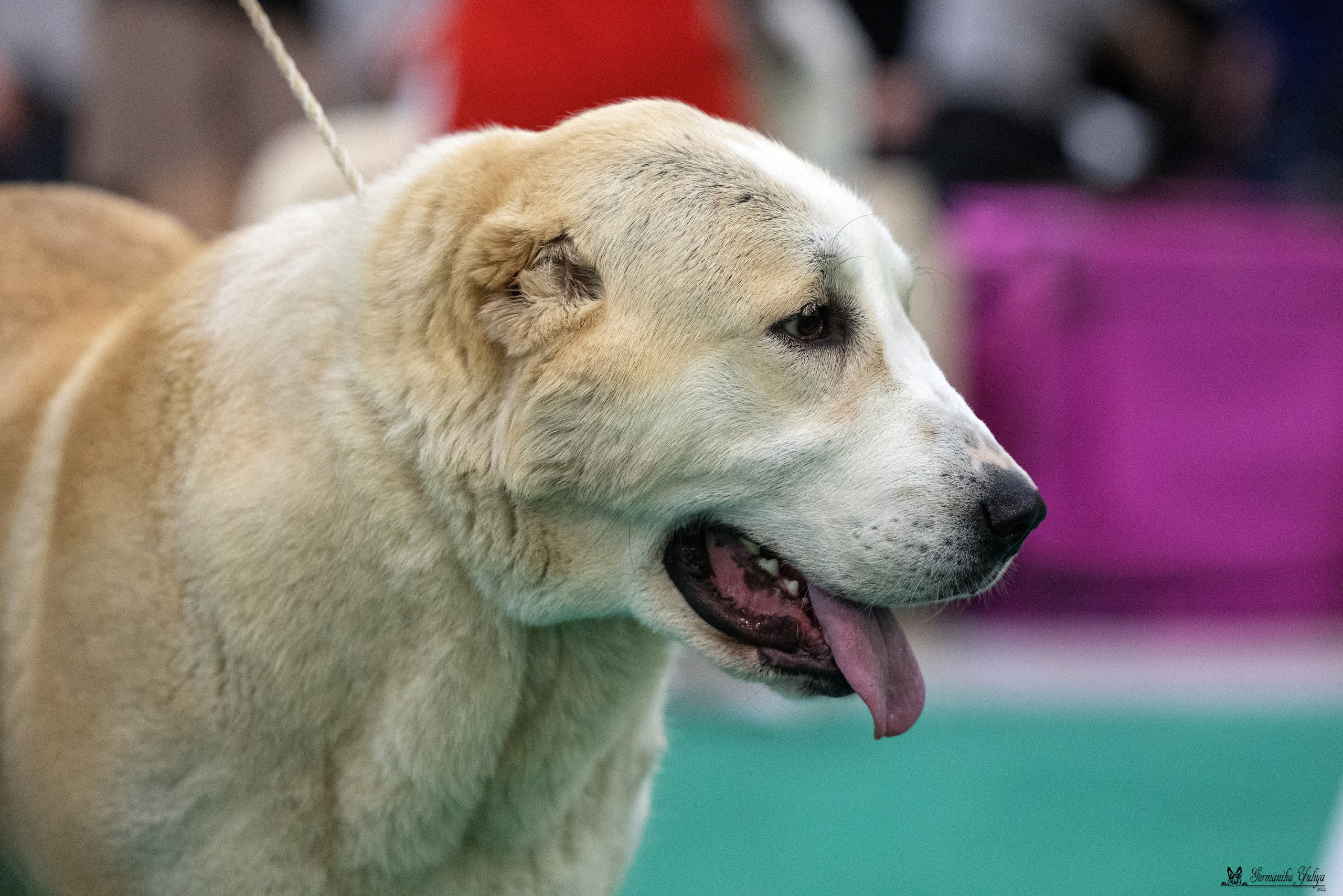 Сабанеевка 26-27.01.2024. Фотограф-анималист Юлия Германика