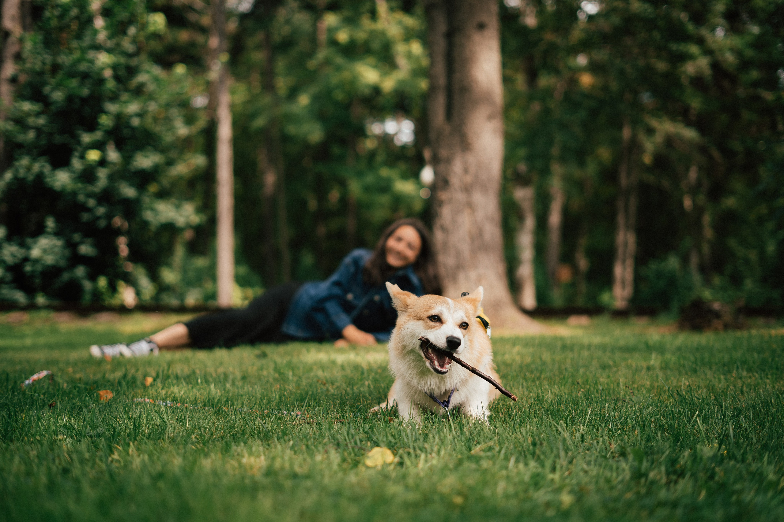 Фотосессия с собакой сахалин. Фотограф сахалин