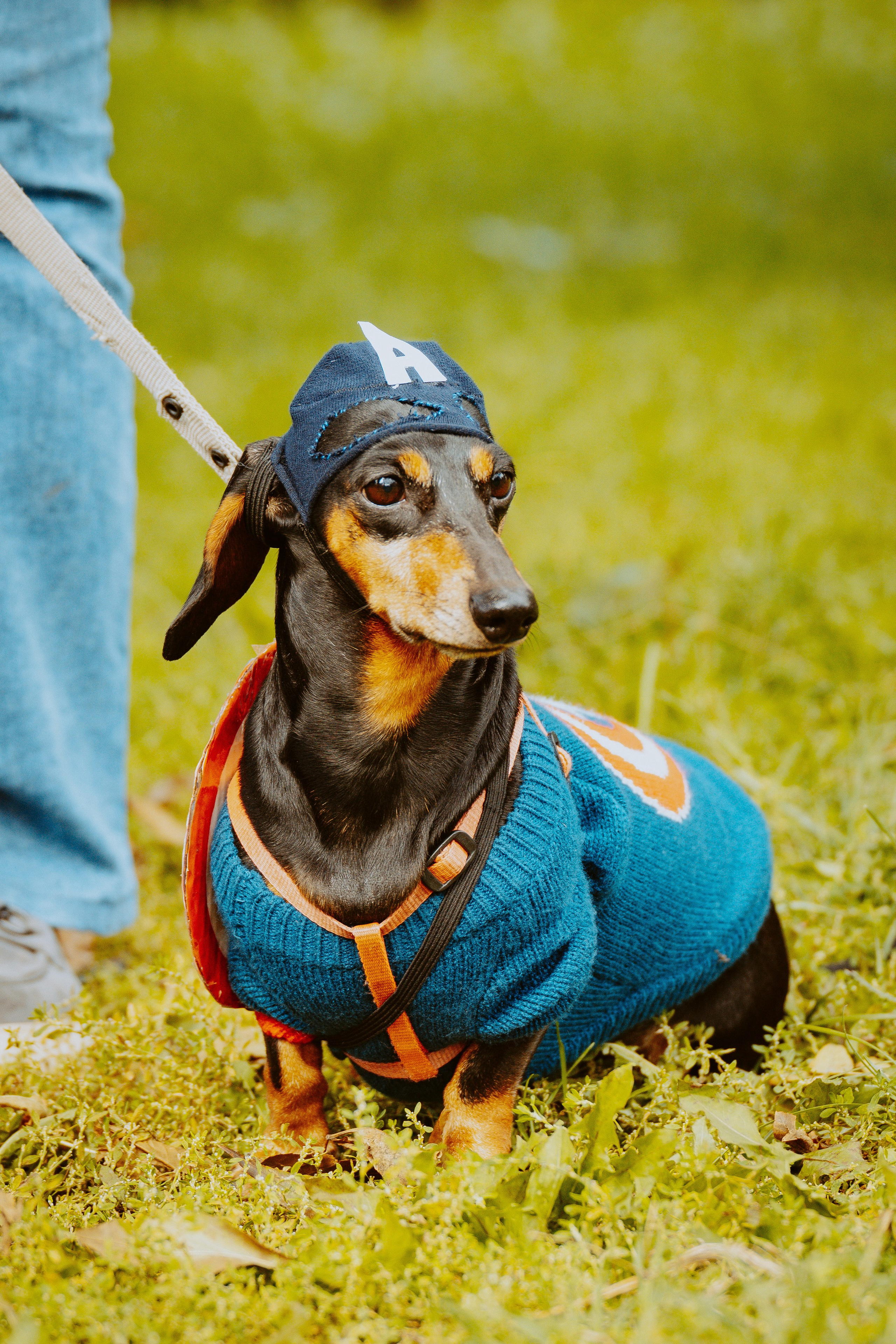 Такспарад. Фотограф анималист в Спб недорого Олеся Майорова