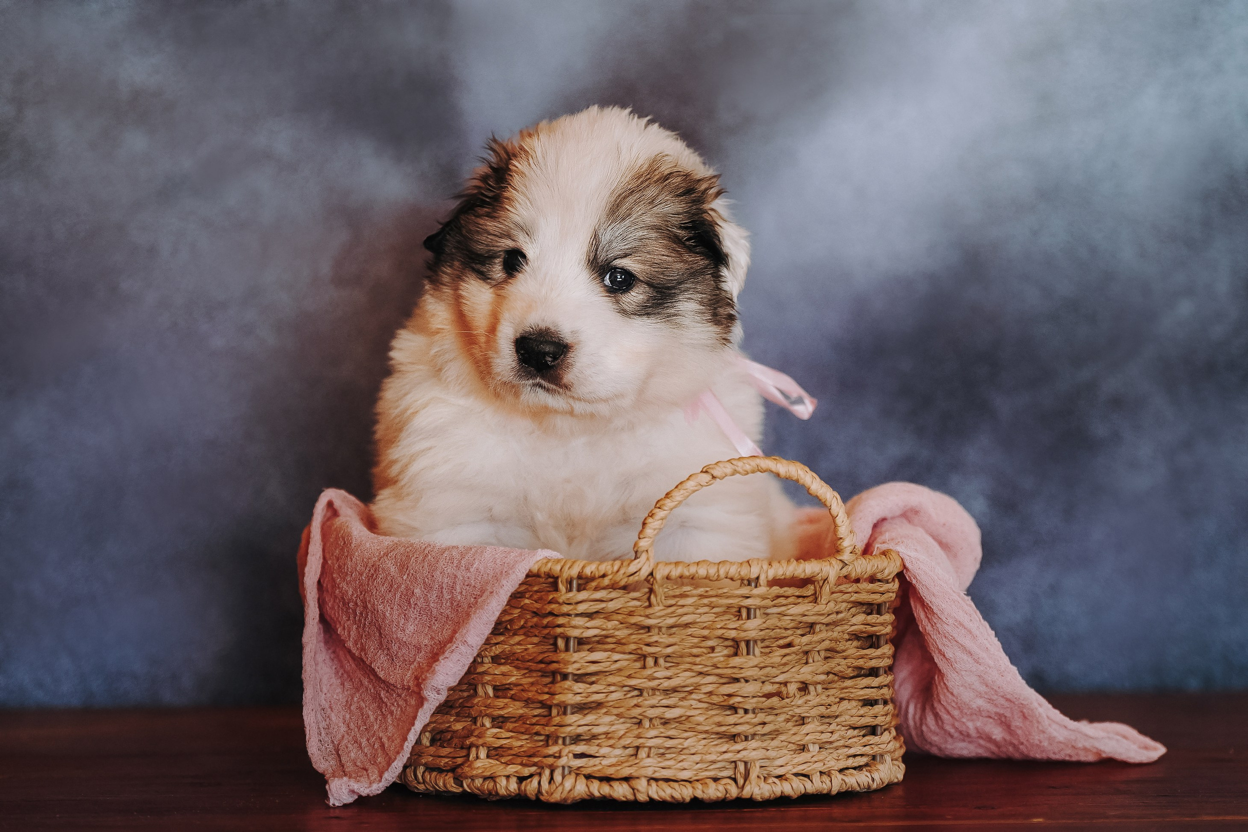 Пиренейские горные. Фотограф анималист в Спб недорого Олеся Майорова