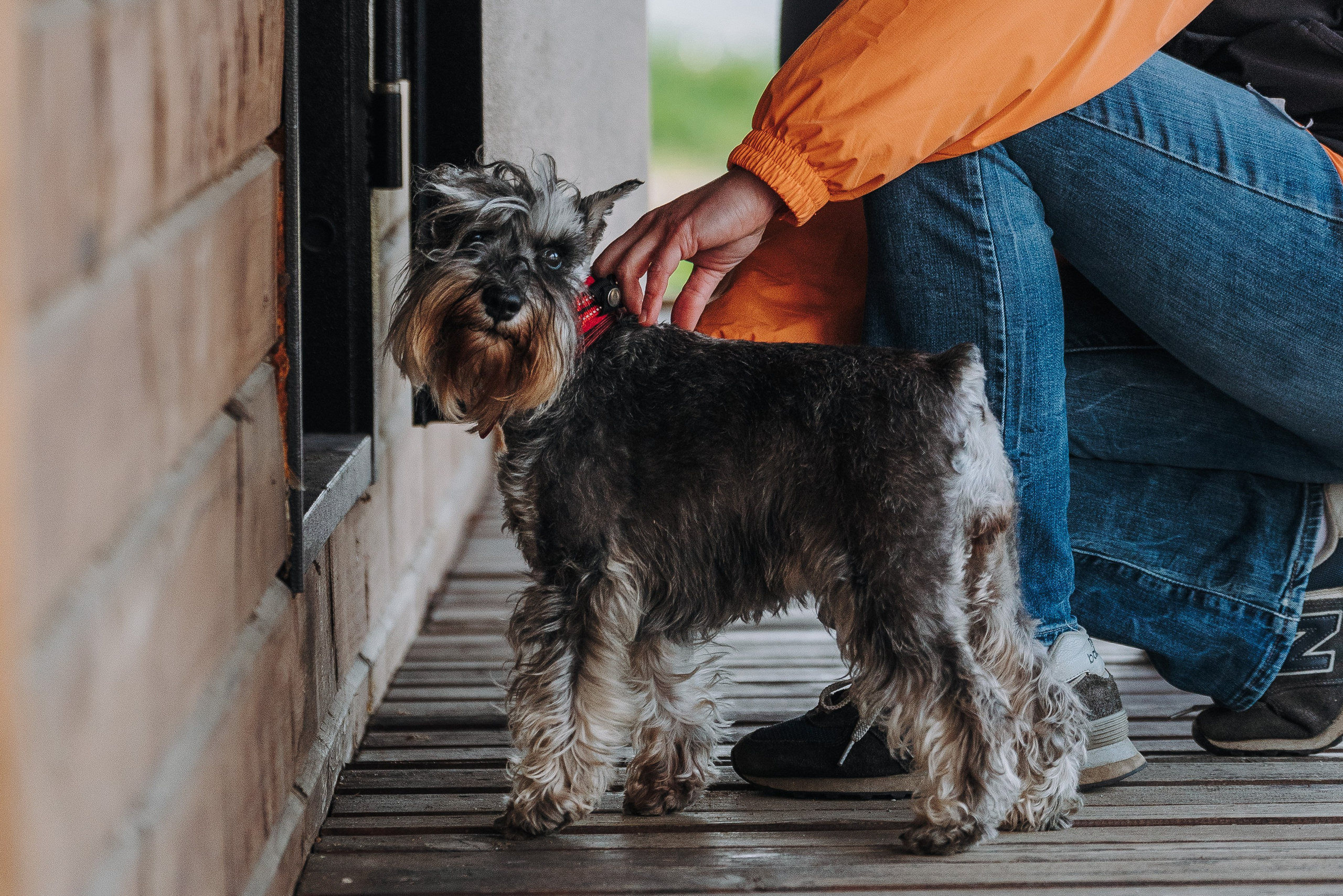 Соревнования по ноузворку в Лосево. Фотограф анималист в Спб недорого Олеся Майорова