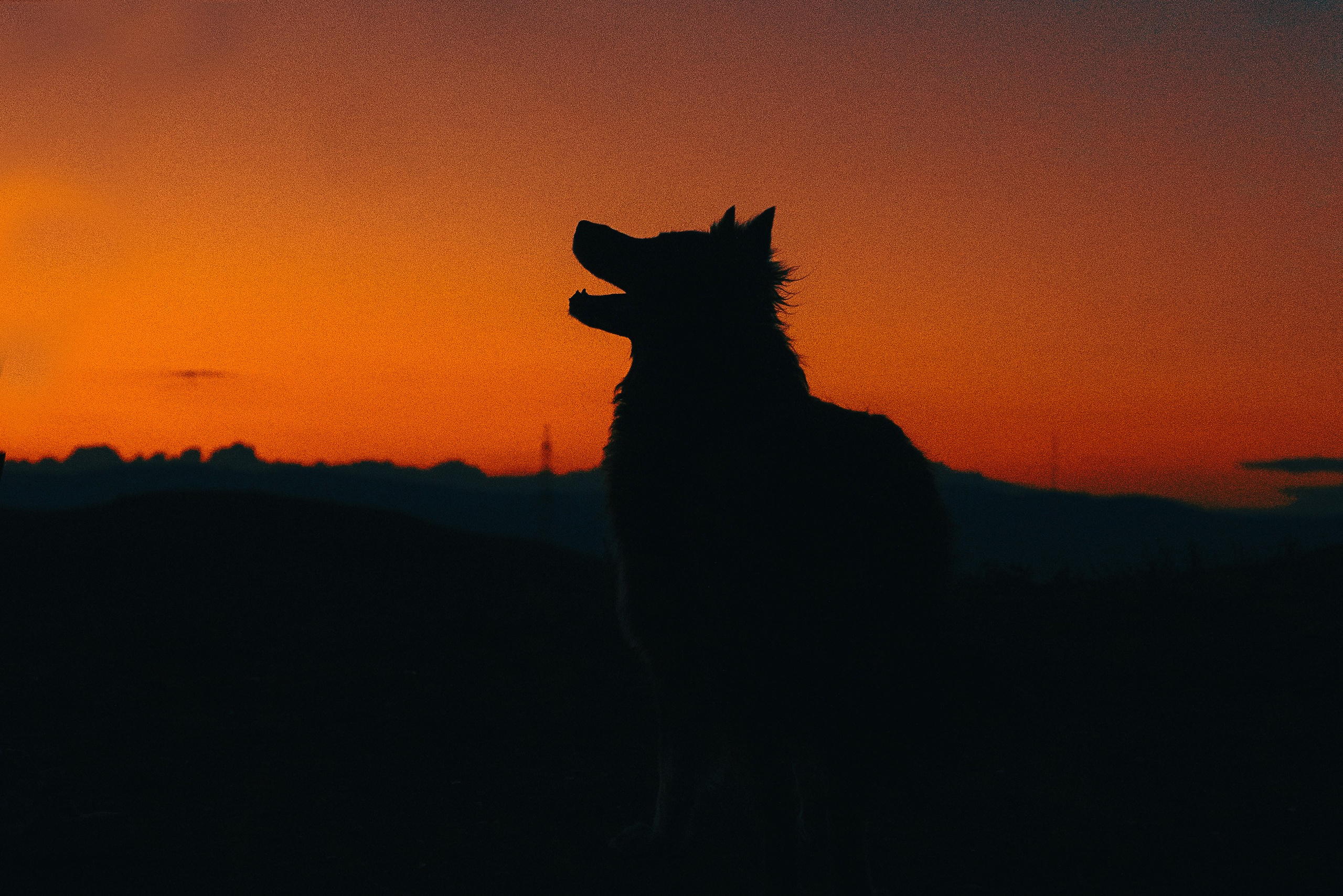 Настя и Умка. Фотограф анималист в Спб недорого Олеся Майорова