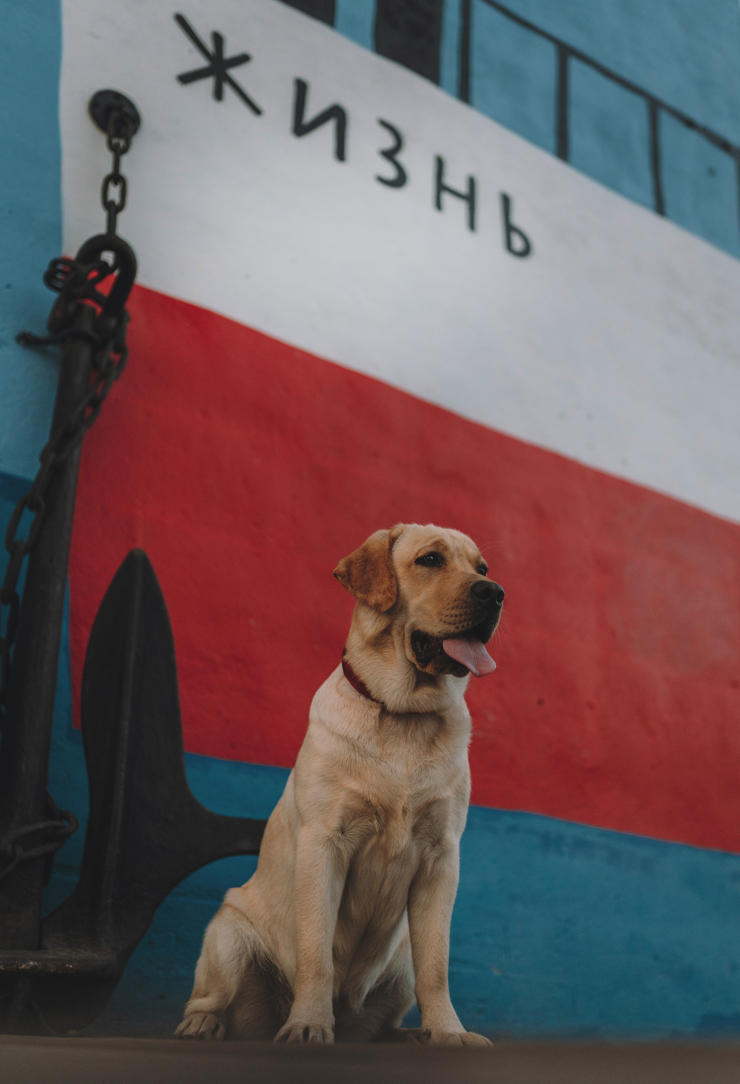 Фотосъёмка с вашими питомцами. Фотограф анималист в Спб недорого Олеся Майорова