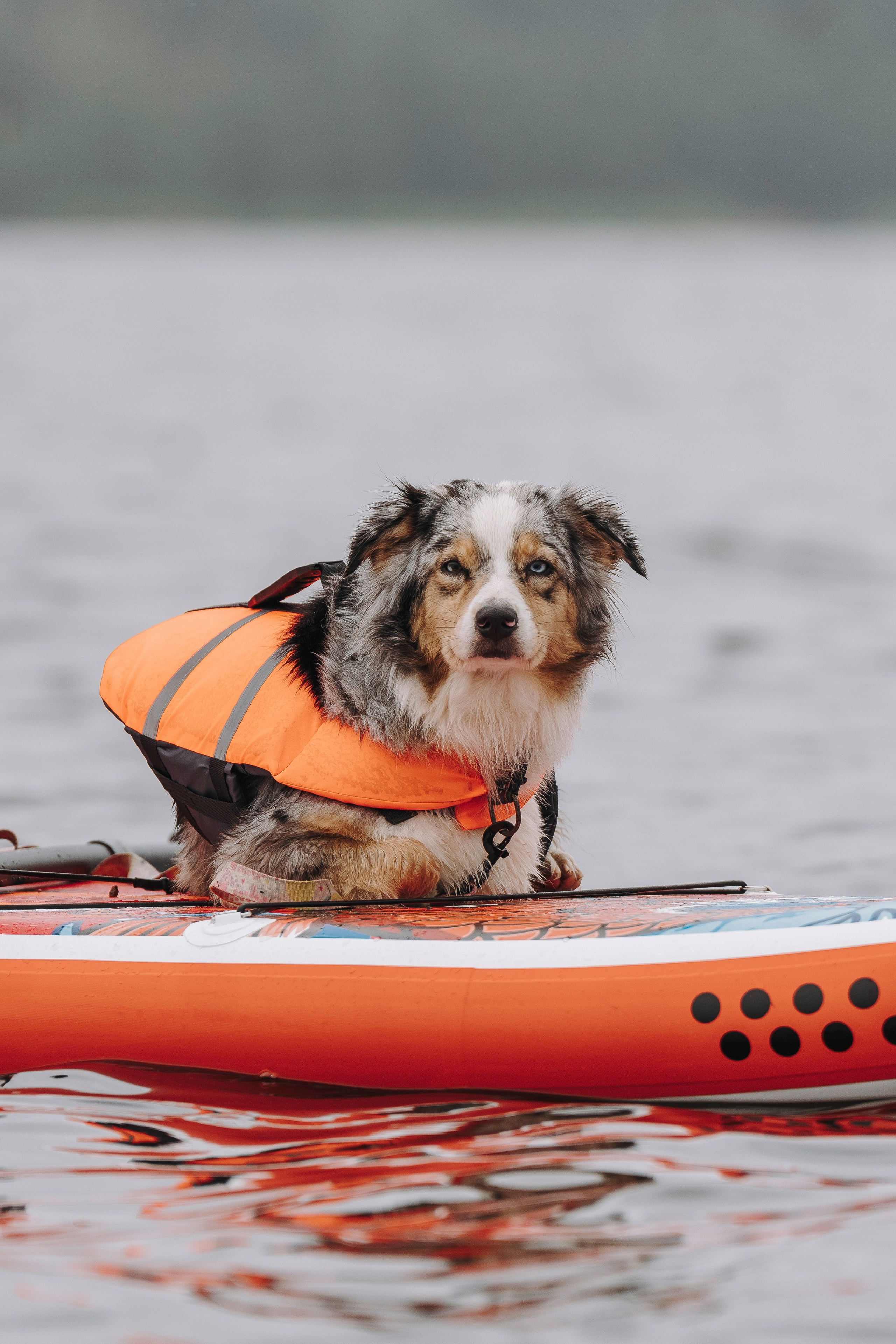 Катание на сапах с собаками. Фотограф анималист в Спб недорого Олеся Майорова