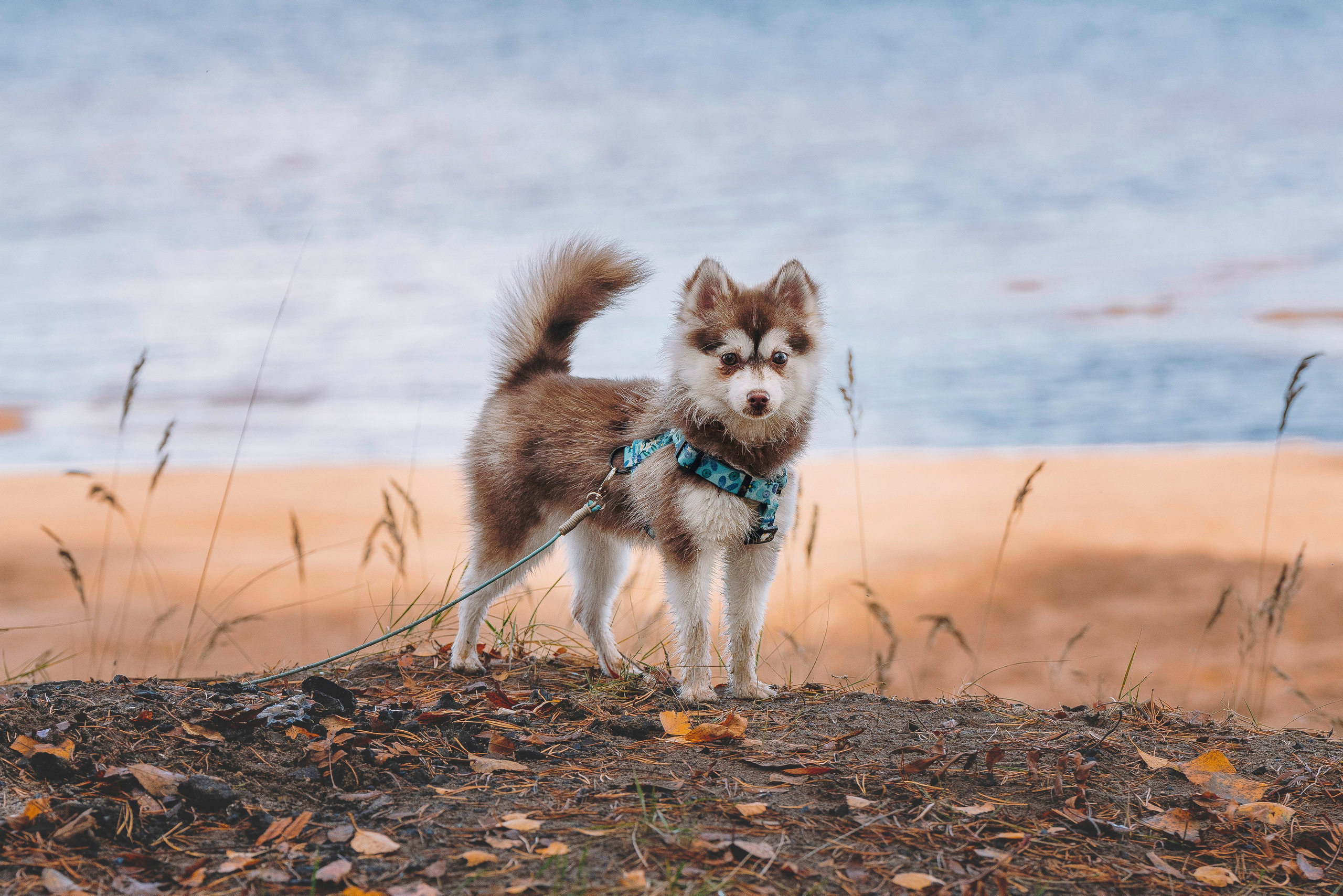 Катерина и Дрэка. Фотограф анималист в Спб недорого Олеся Майорова
