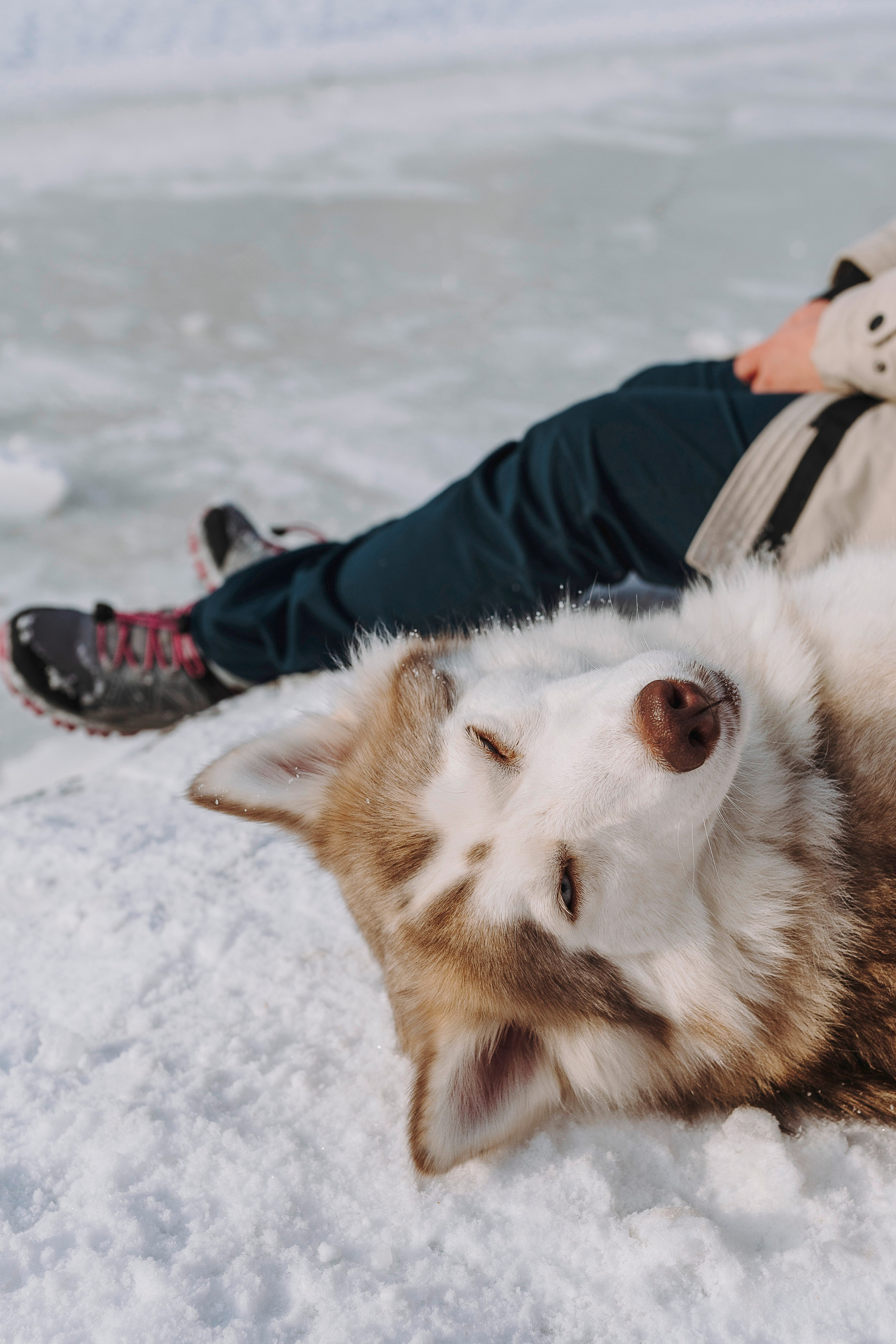 Мария и Амелия. Фотограф анималист в Спб недорого Олеся Майорова