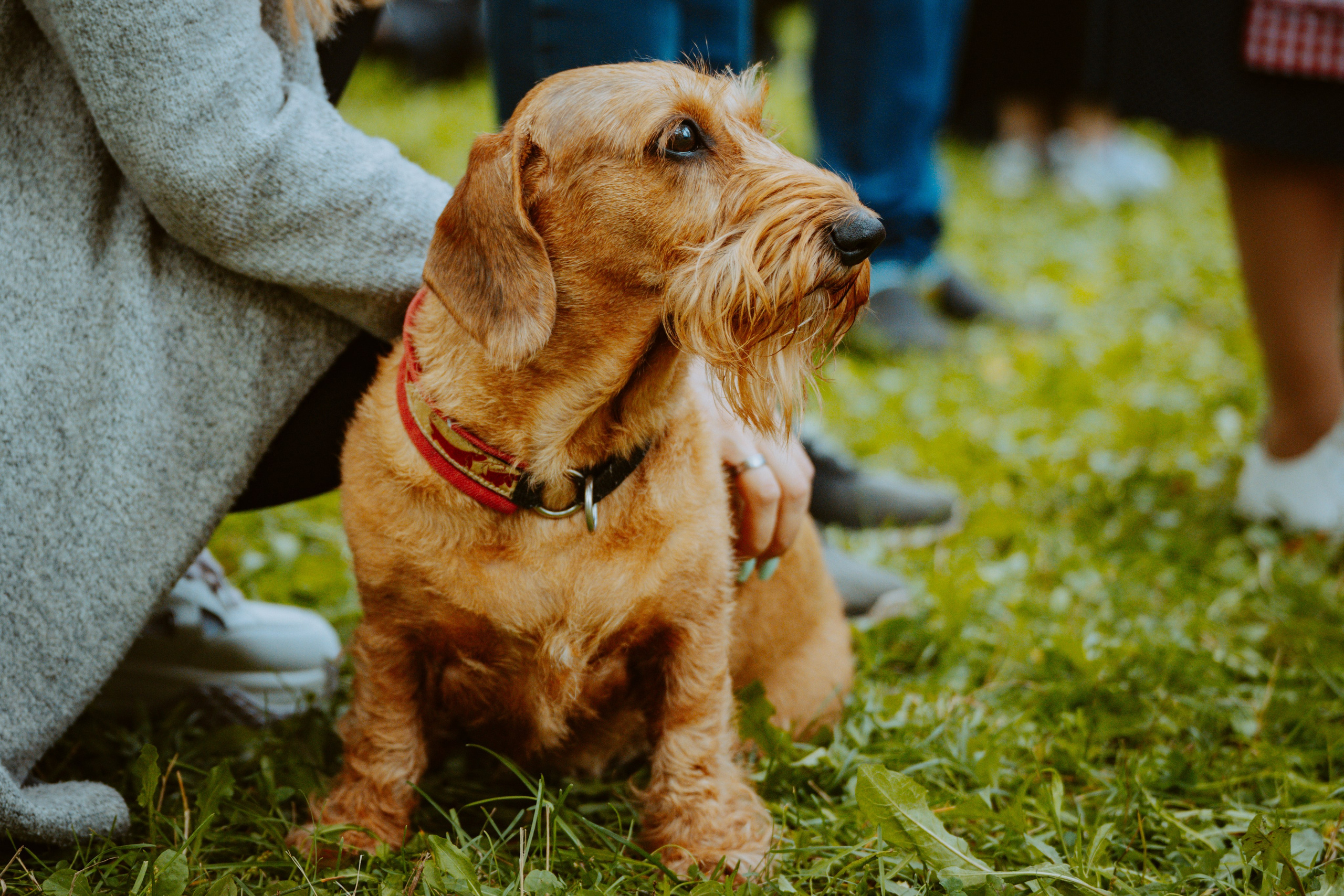 Такспарад. Фотограф анималист в Спб недорого Олеся Майорова