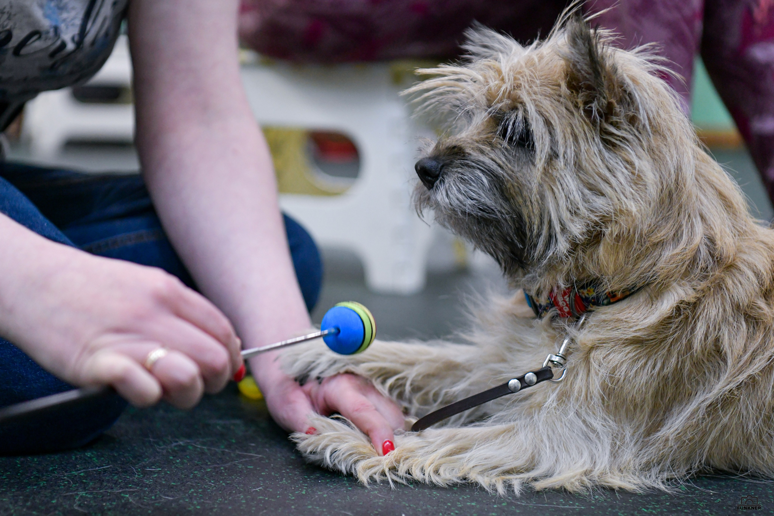 Кинологический клуб «Бодрый хвост». Свой взгляд через объектив