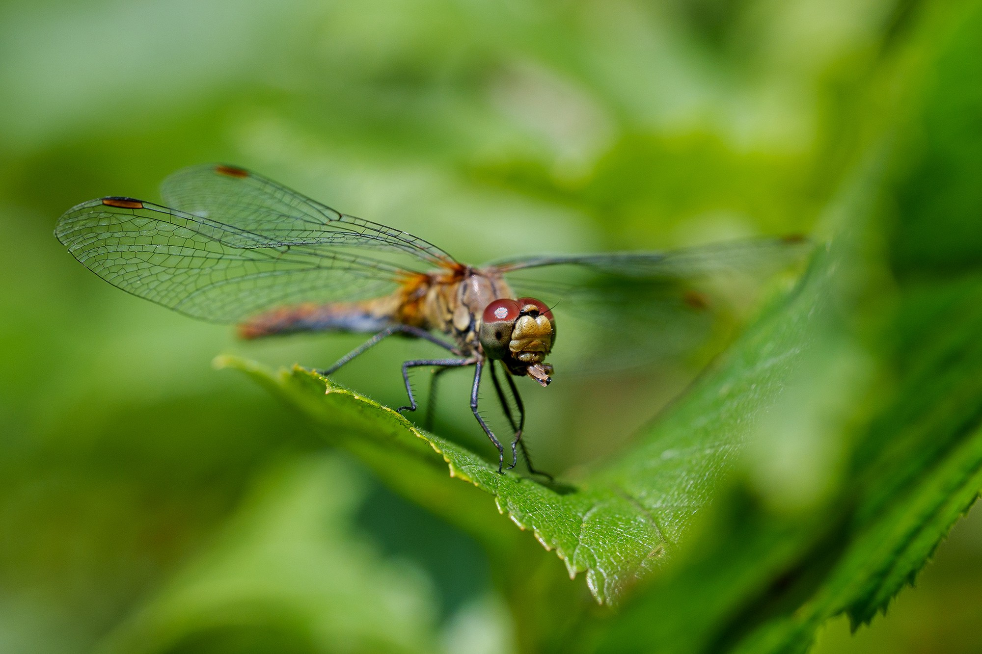 Макросъёмка. Ваш личный фотограф Марина Волкова