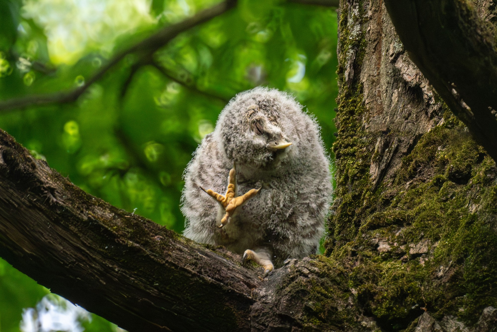 Удивительные мир птиц. Вокруг нас столько прекрасного — присмотритесь!. Ваш личный фотограф Марина Волкова
