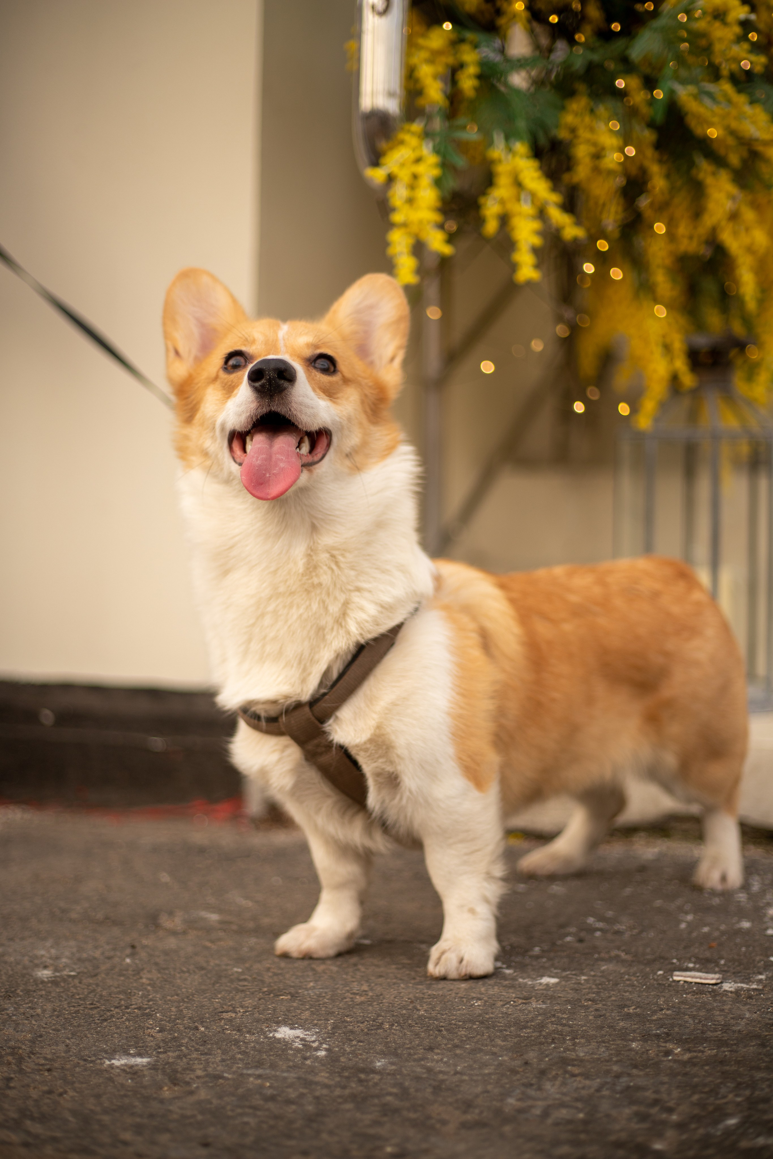 Домашние питомцы. Фотосессии с лошадьми в Москве и МО