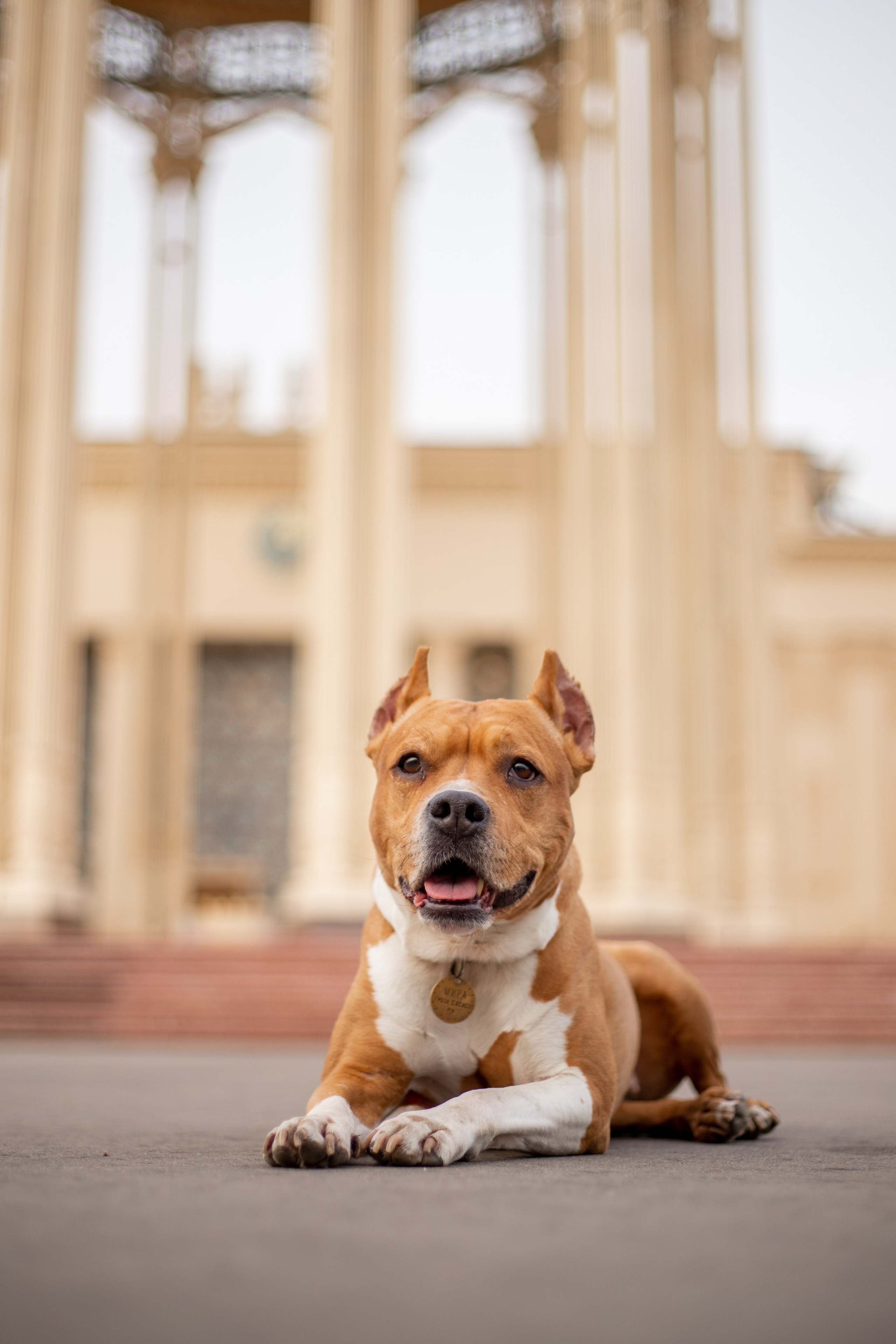 Домашние питомцы. Фотосессии с лошадьми в Москве и МО