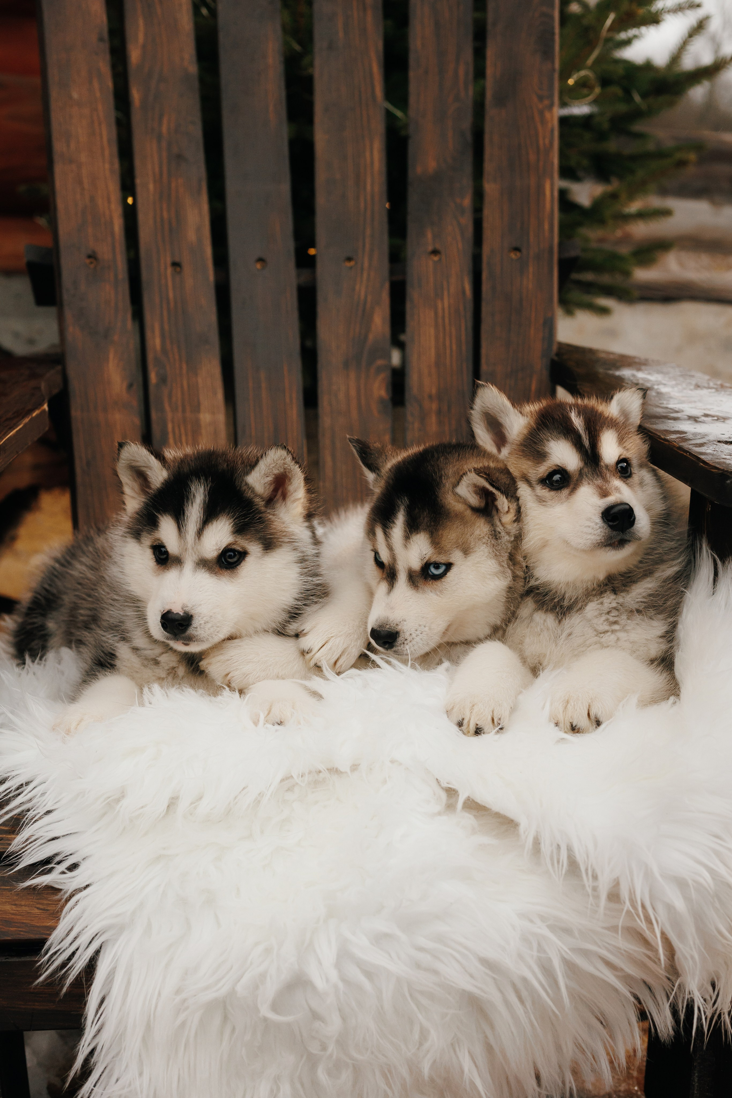 Winter 2024. Свадебный и семейный фотограф Витебск, Минск, Андрей Павлов