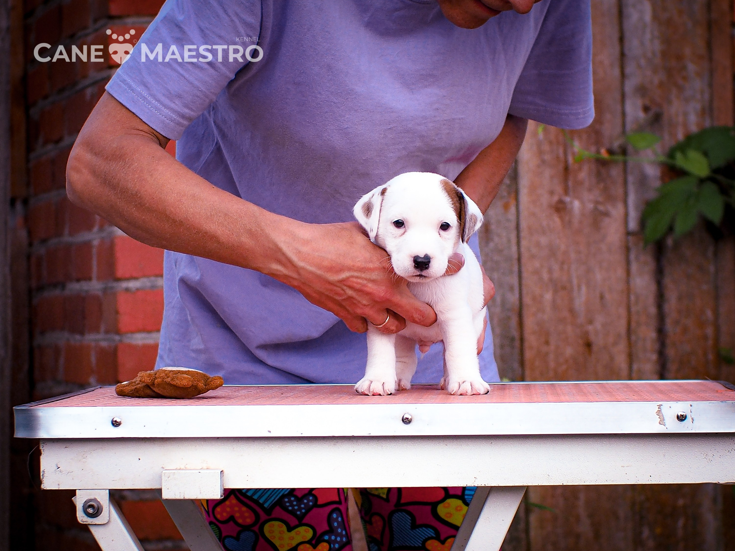 ЭСКИМО_MALE. CANE MAESTRO — kennel Jack Russell Terrier