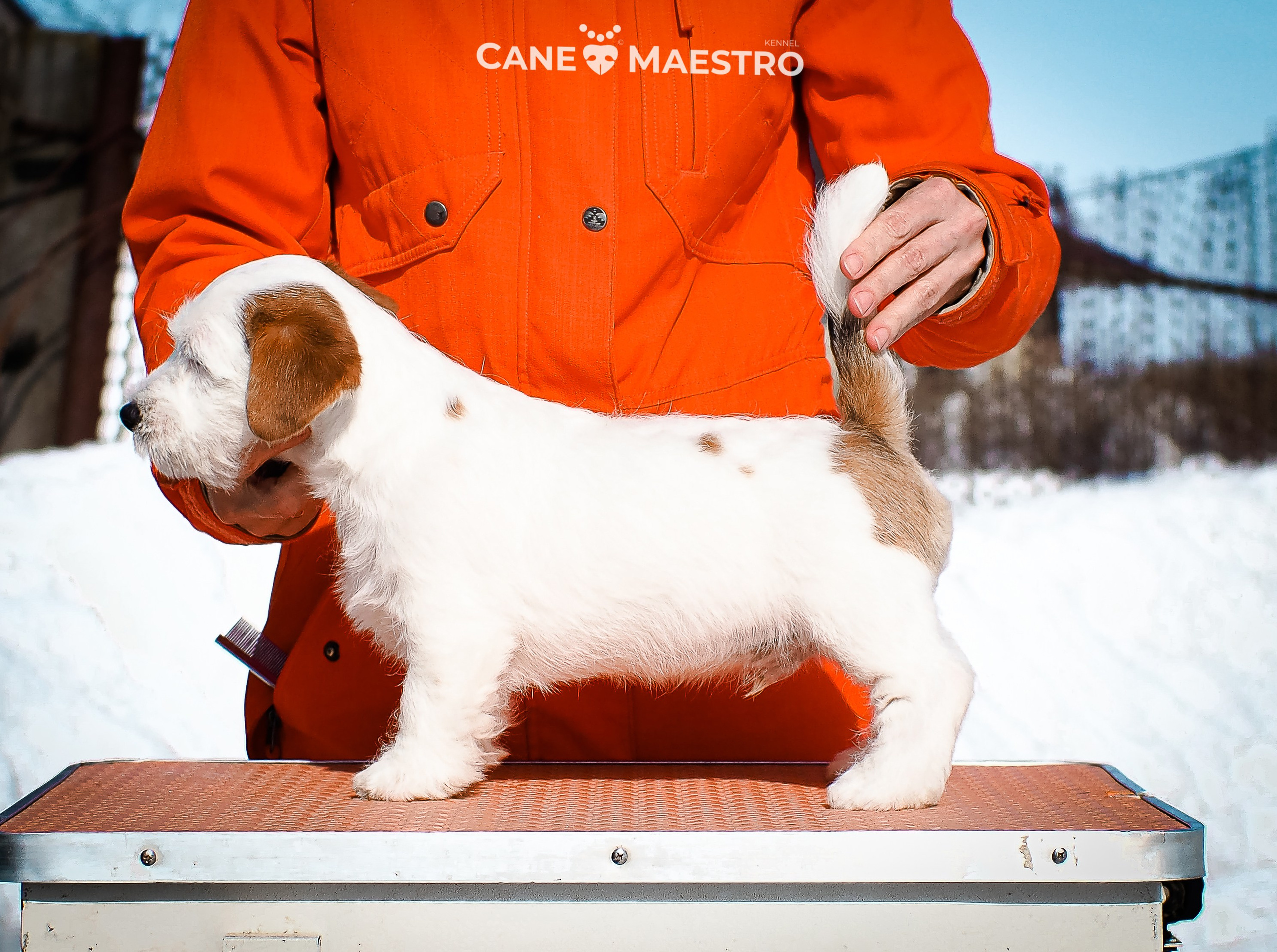 КОБ_Б_МОНОКЛЬ. CANE MAESTRO — kennel Jack Russell Terrier