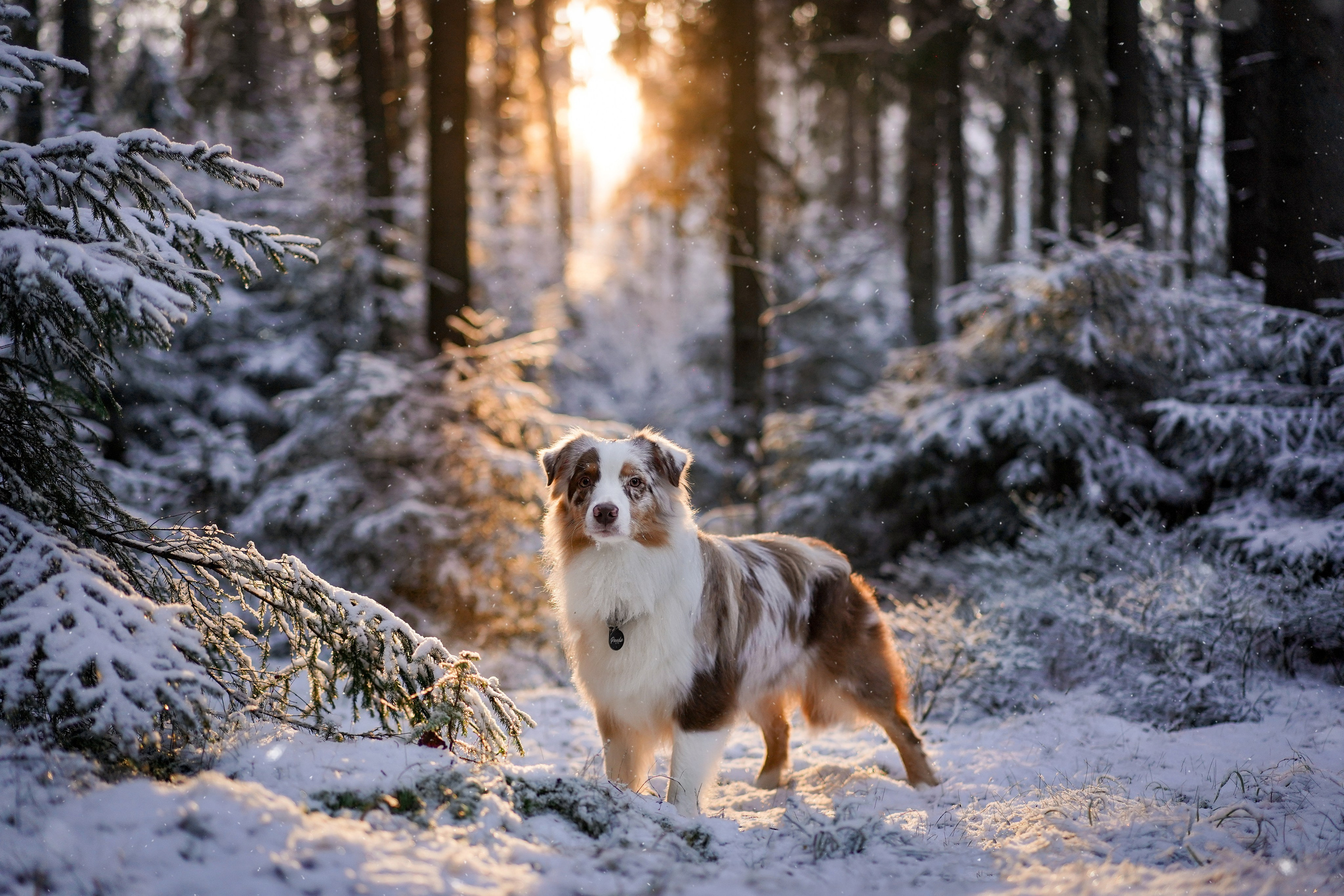 Панда зимний лес. Фотограф-анималист в Санкт-Петербурге Яна Мартынова