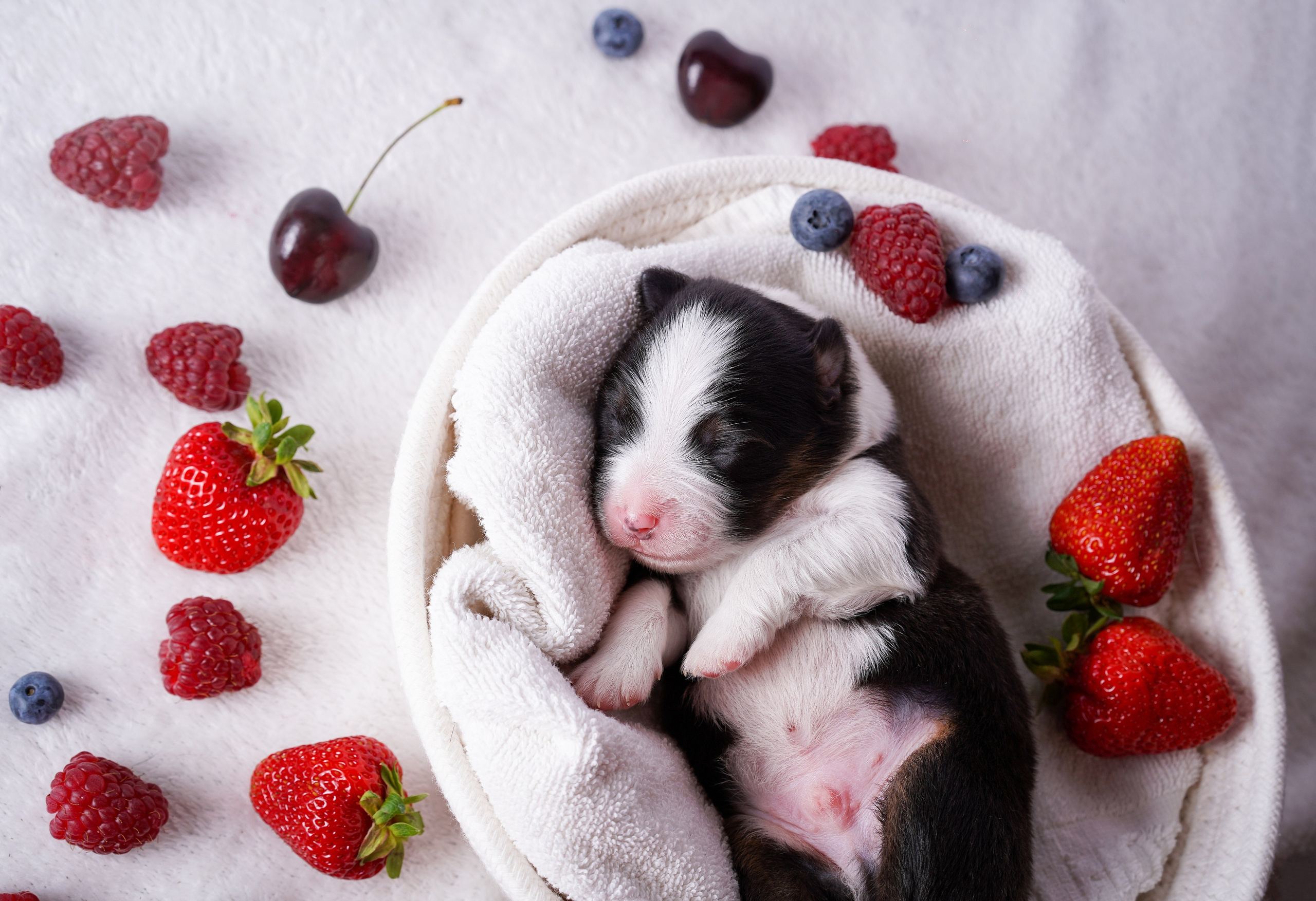 Щенки аусси. Фотограф-анималист в Санкт-Петербурге Яна Мартынова