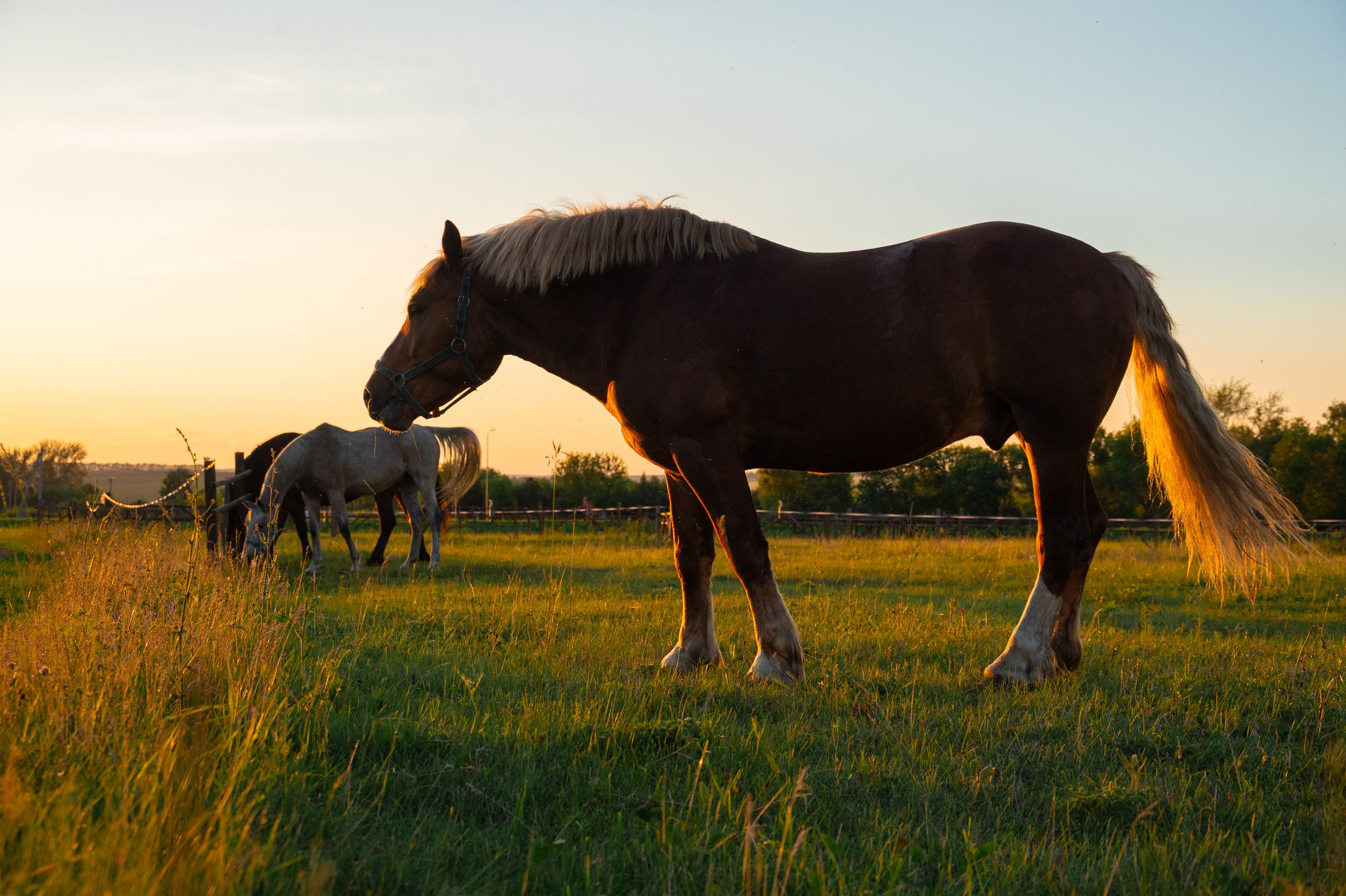 Куликово поле. Фотограф и видеооператор в Туле | Даниил Рыбак