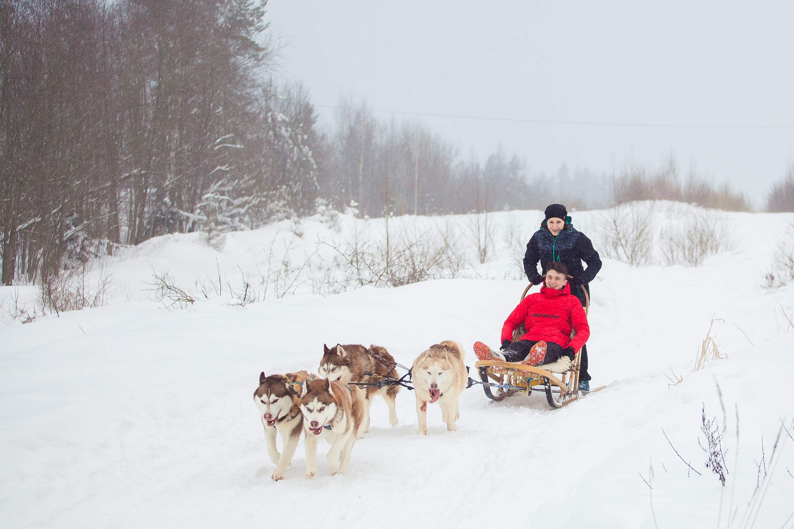 Катание на хаски в Спб