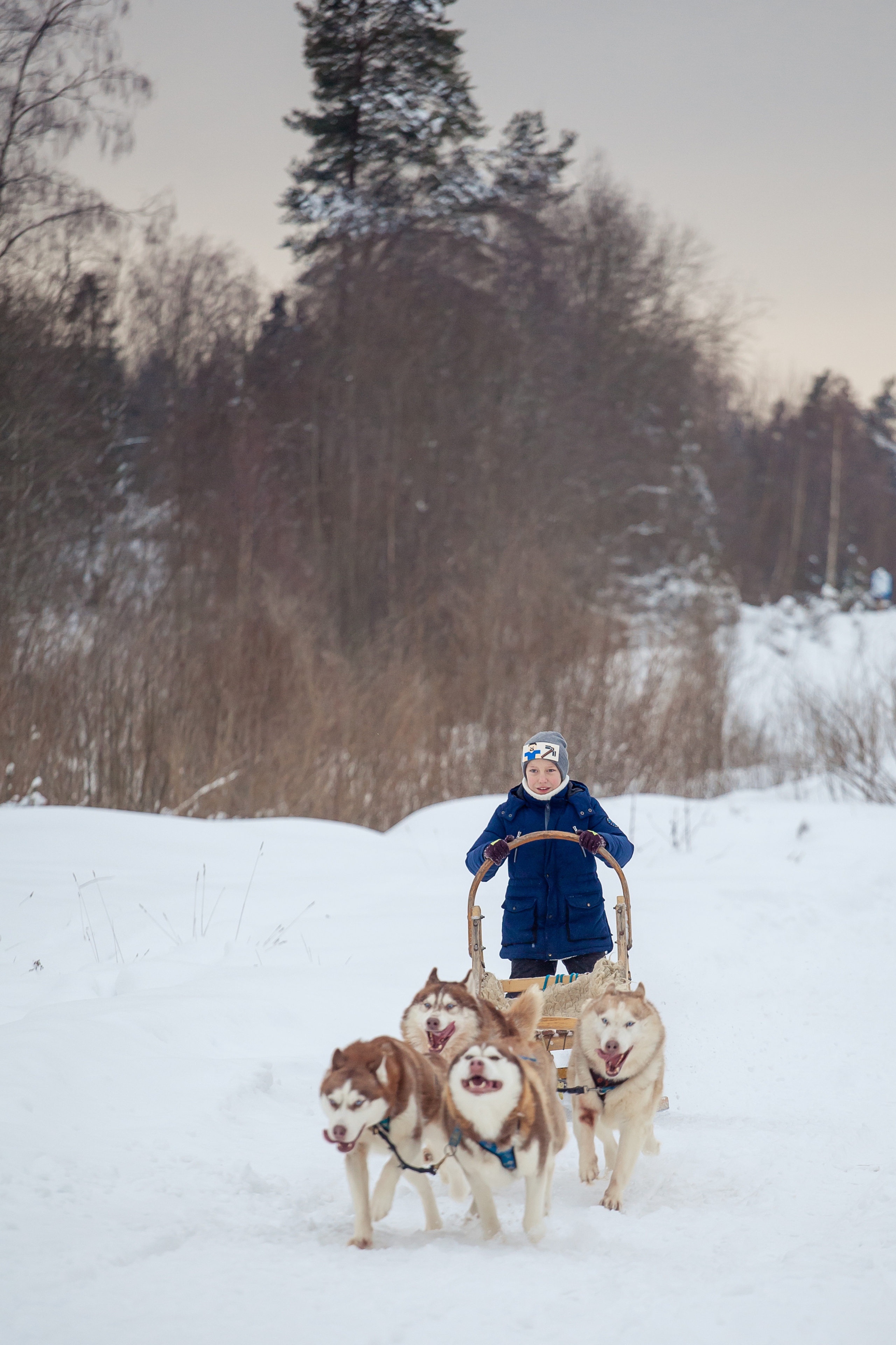 Катание на хаски в Спб
