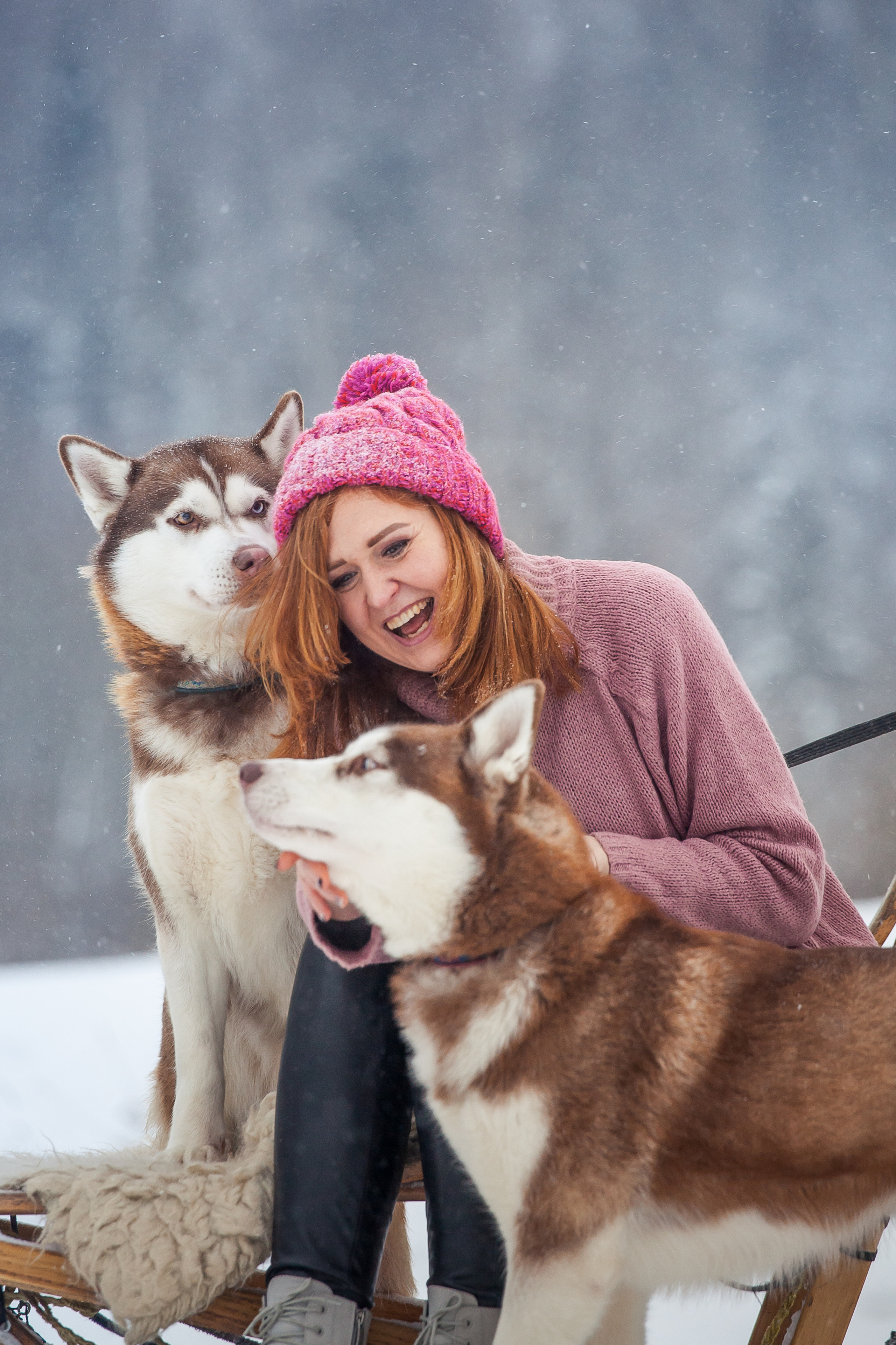 Катание на хаски в Спб