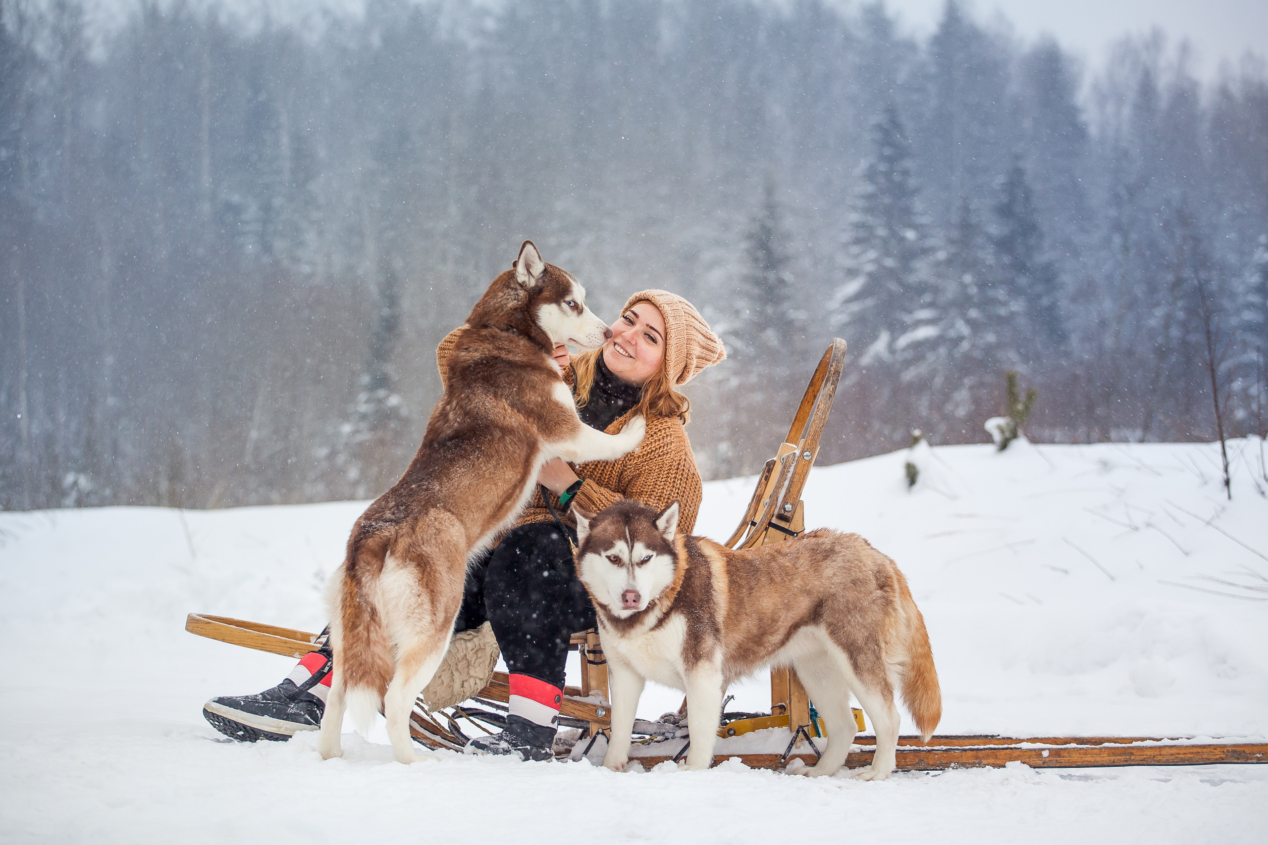 Катание на хаски в Спб