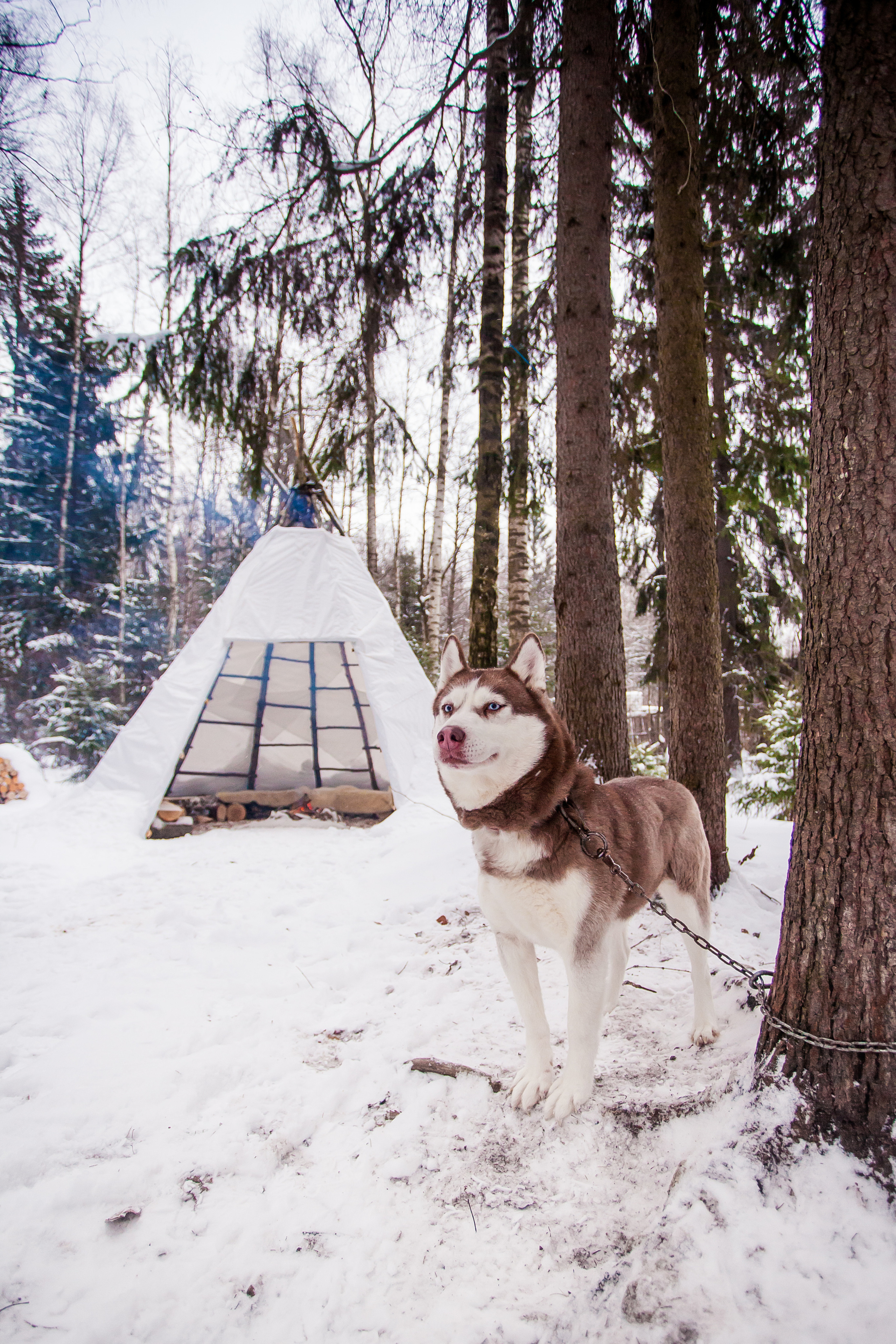 Катание на хаски в Спб