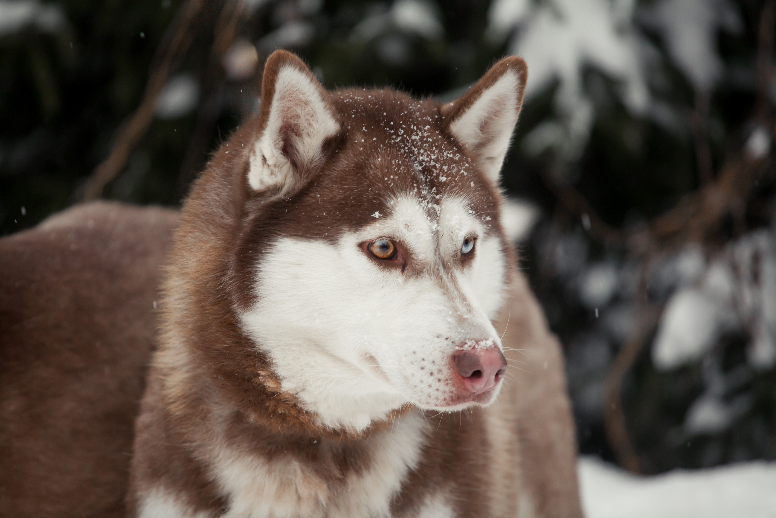 Катание на хаски в Спб