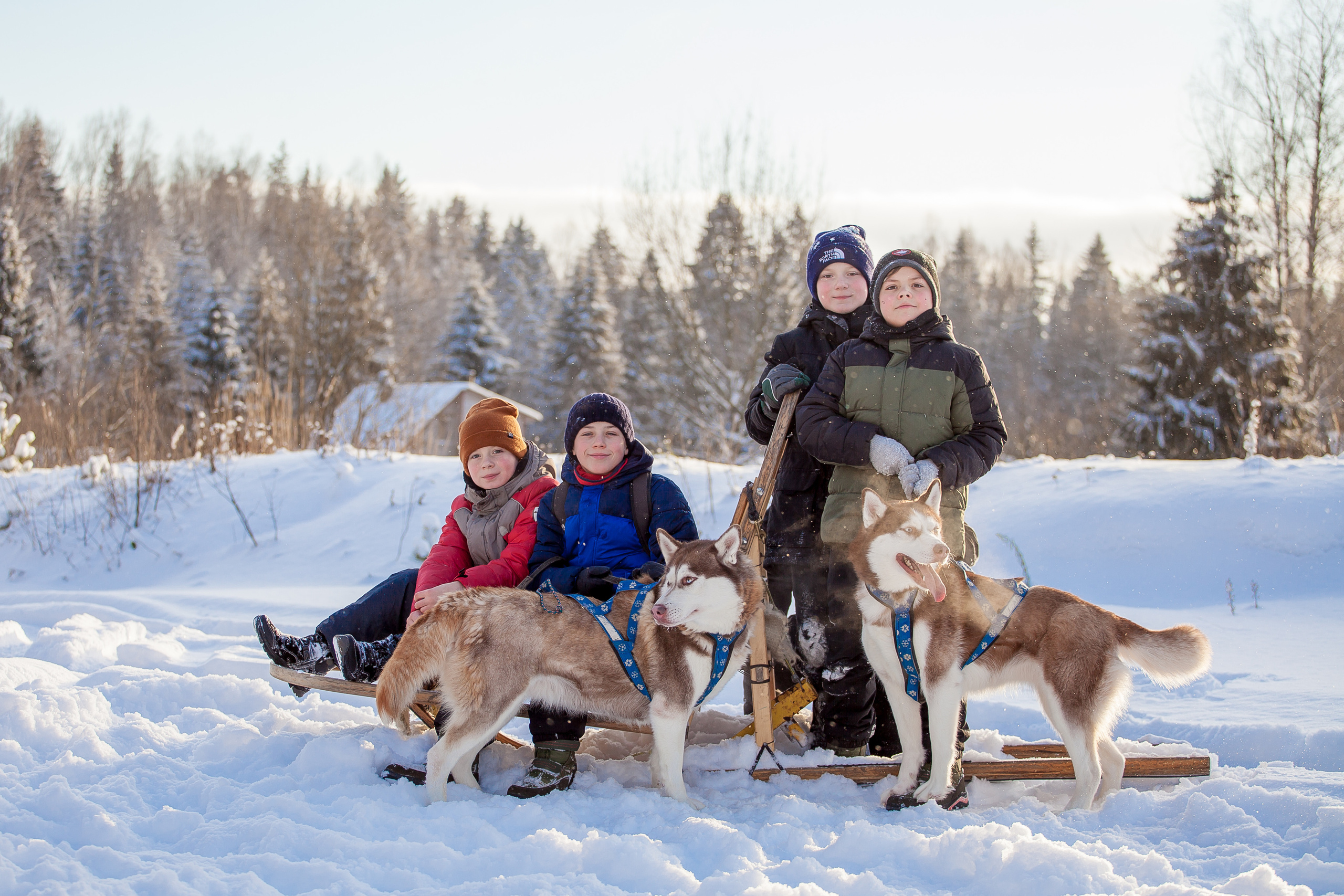 Катание на хаски в Спб